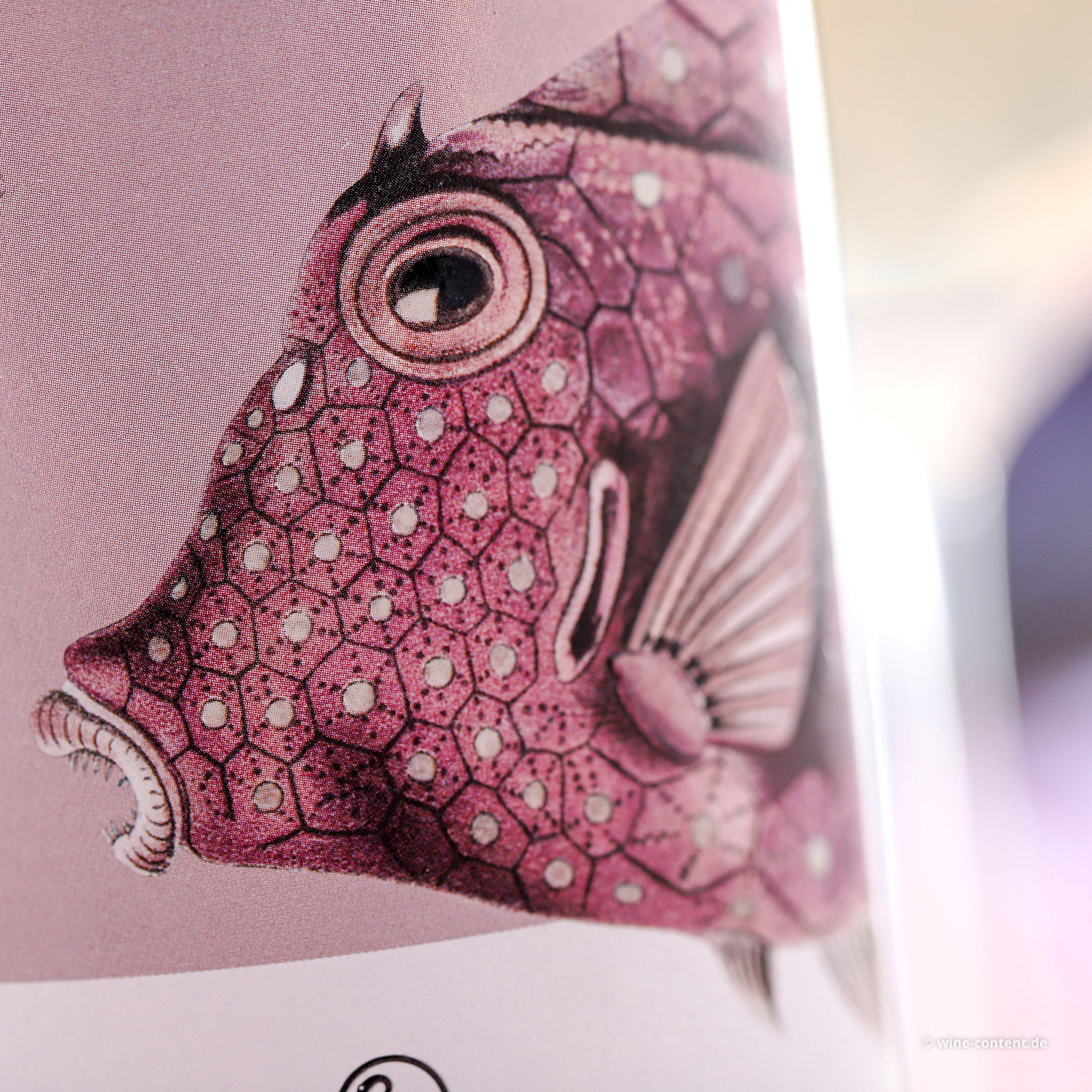 6er-Sparpaket Pinot Grigio delle Venezie 2025