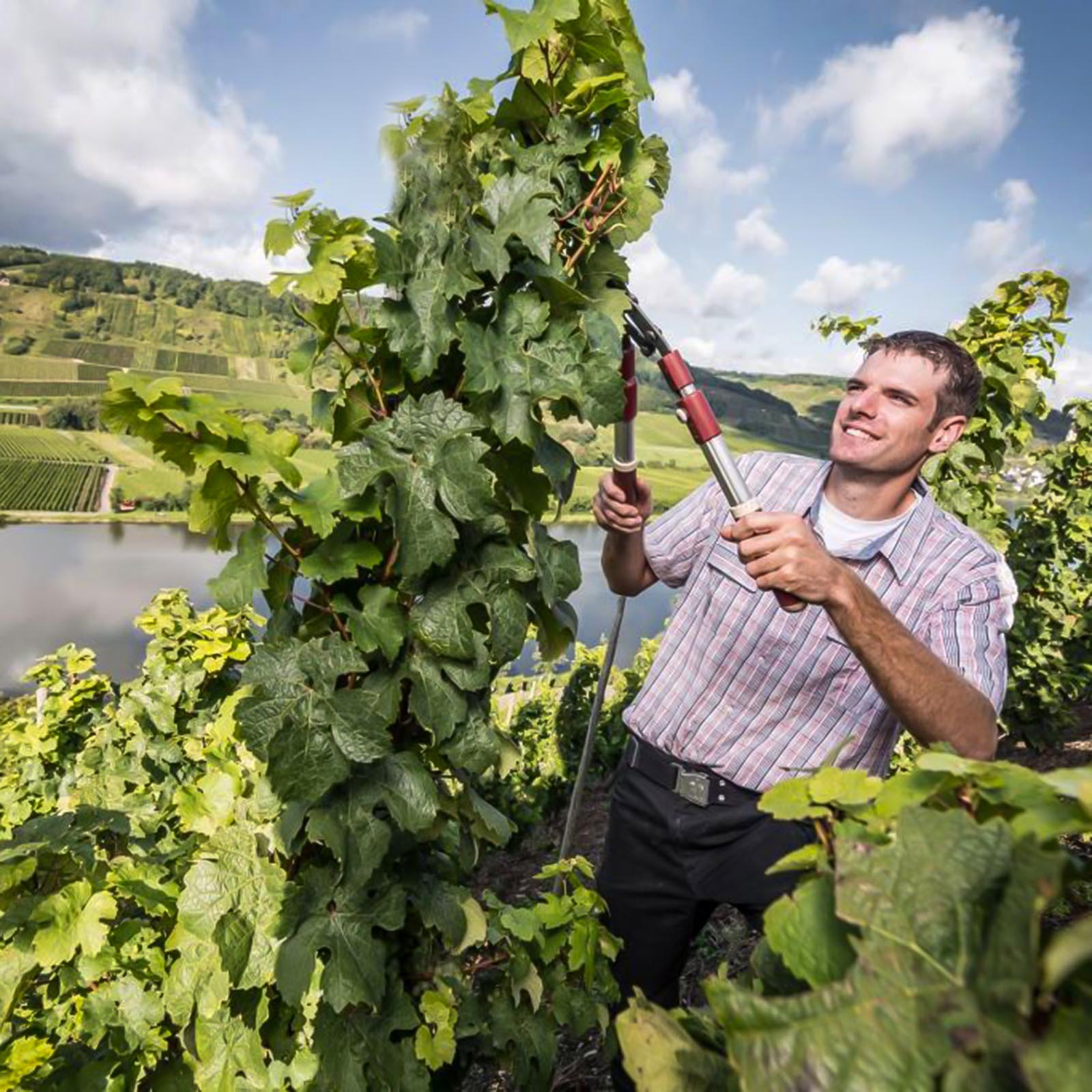 6er-Sparpaket Riesling 2024 Lay Alte Reben