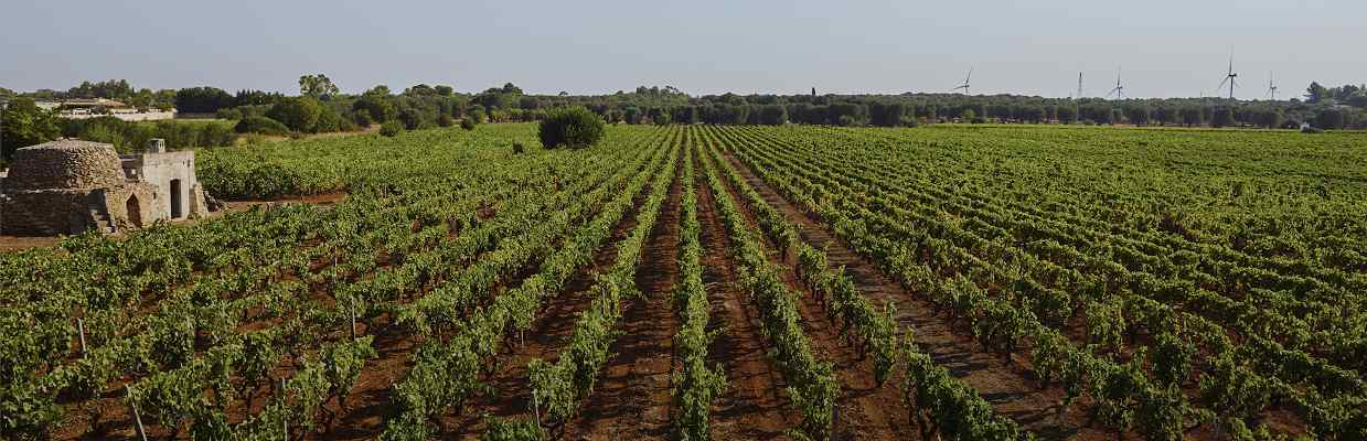 San Marzano