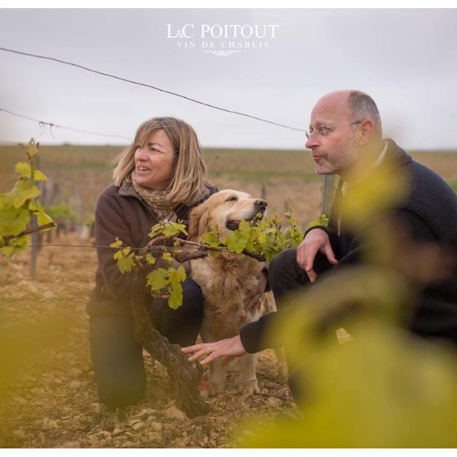 Chablis 1er Cru 2023 Stellaris