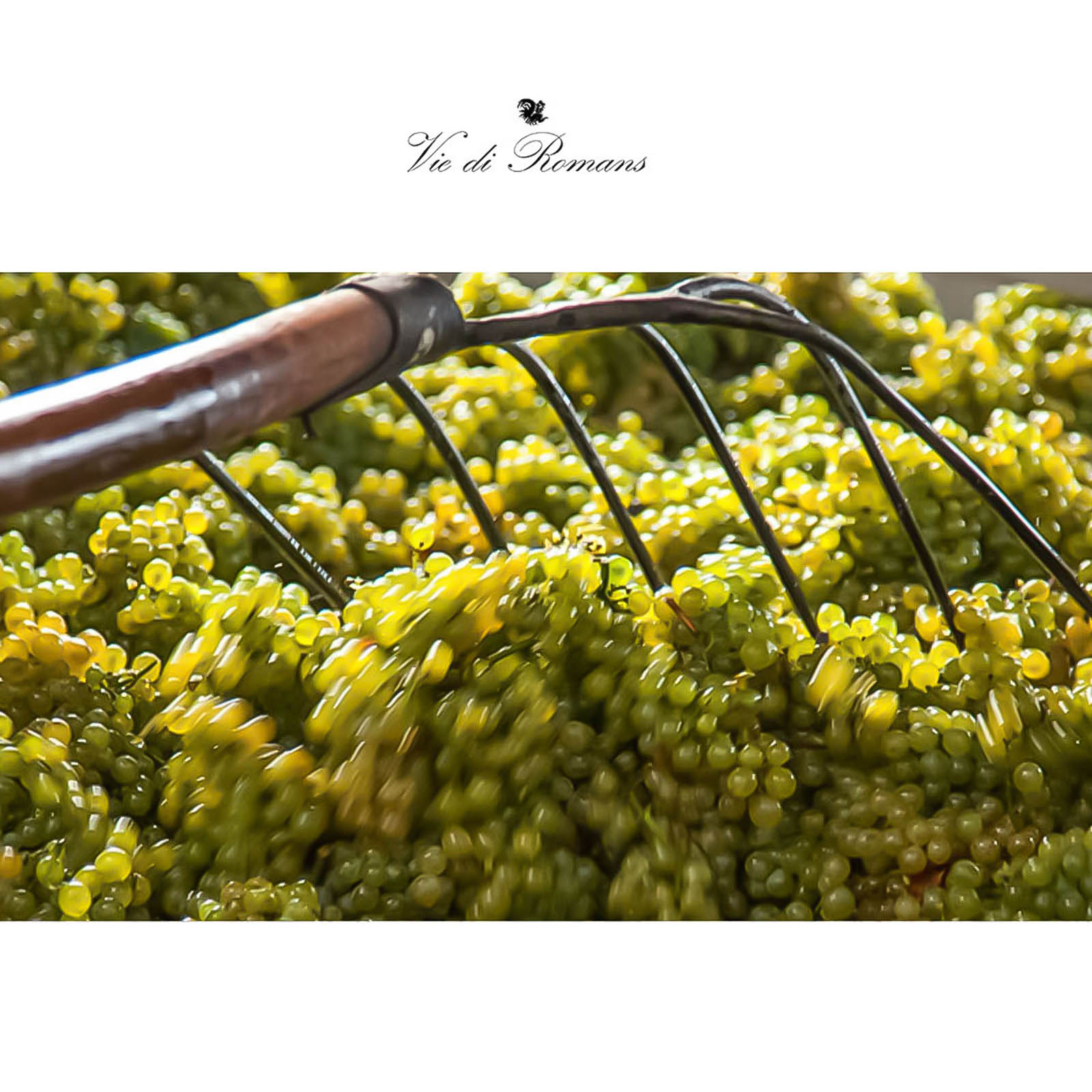 Chardonnay 2024 Ciampagnis