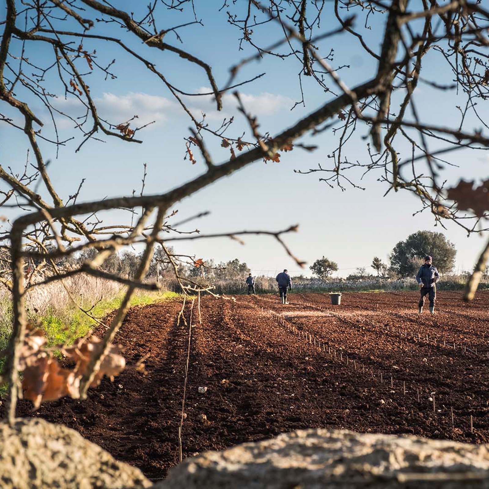 Malvasia e Fiano B. Salento 2025 Sale