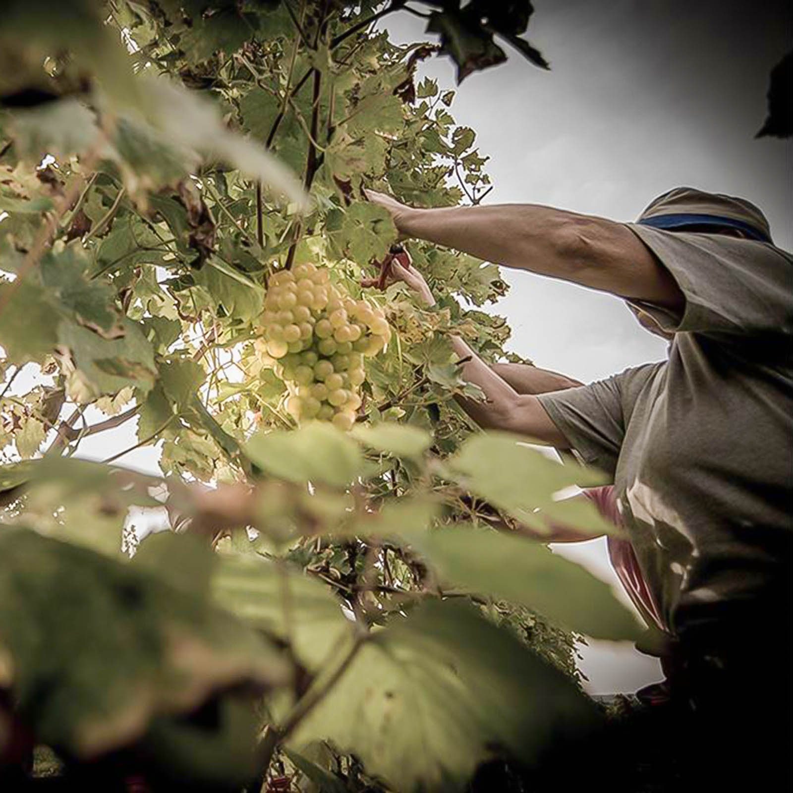 6er-Sparpaket Fior di Lago 2024