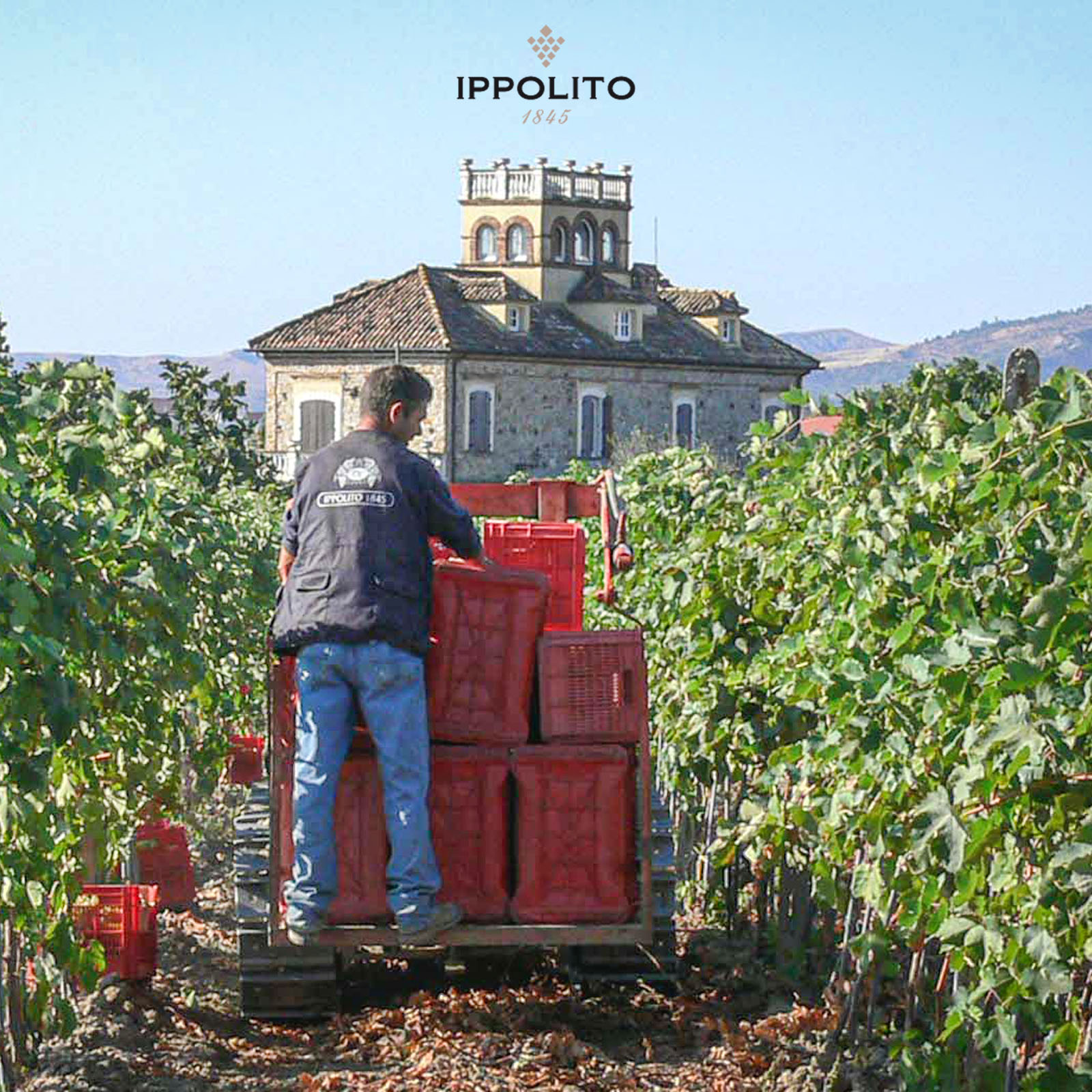 6er-Sparpaket Calabria Rosé 2025 Pescanera