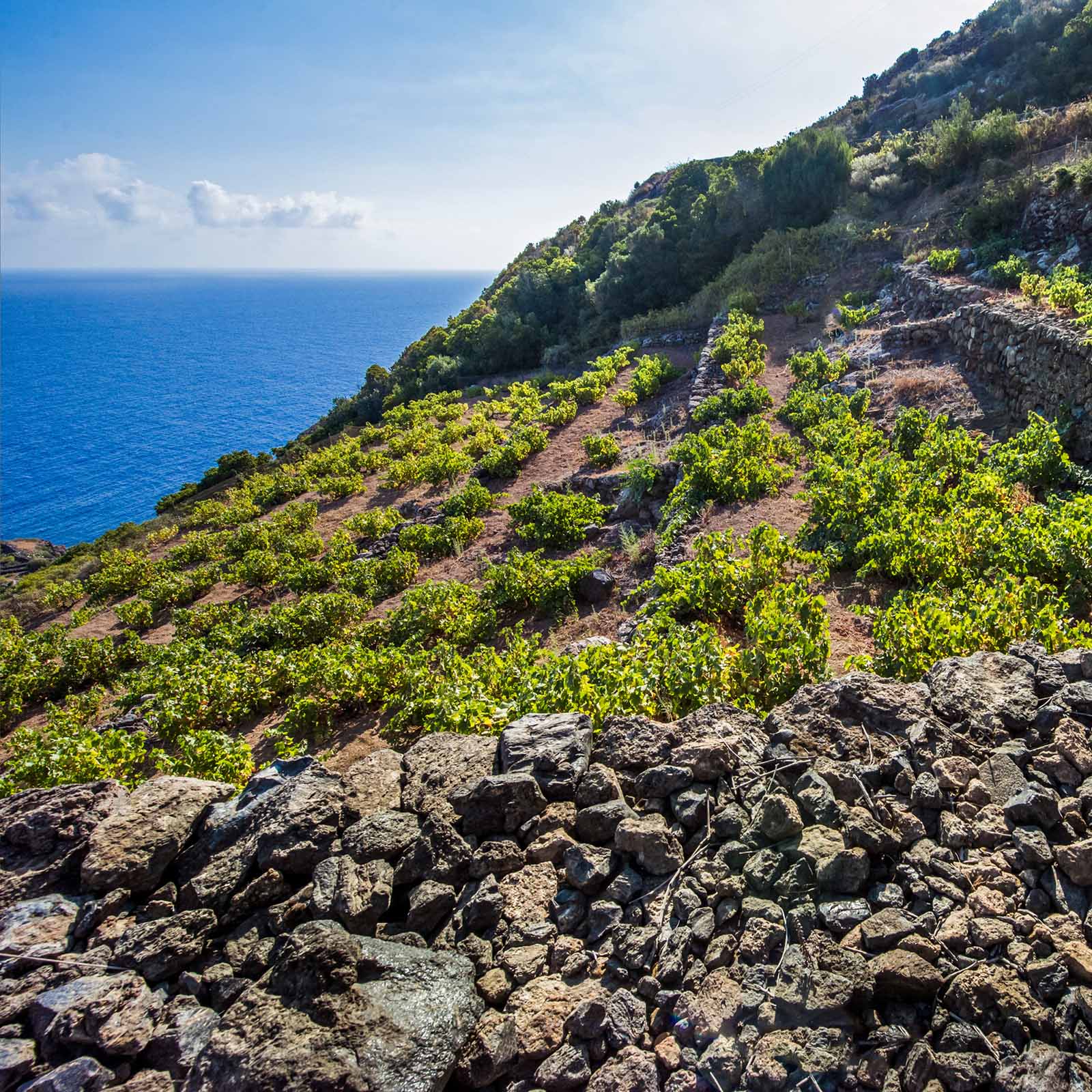 Sicilia Rosso 2021 Mille e una Notte