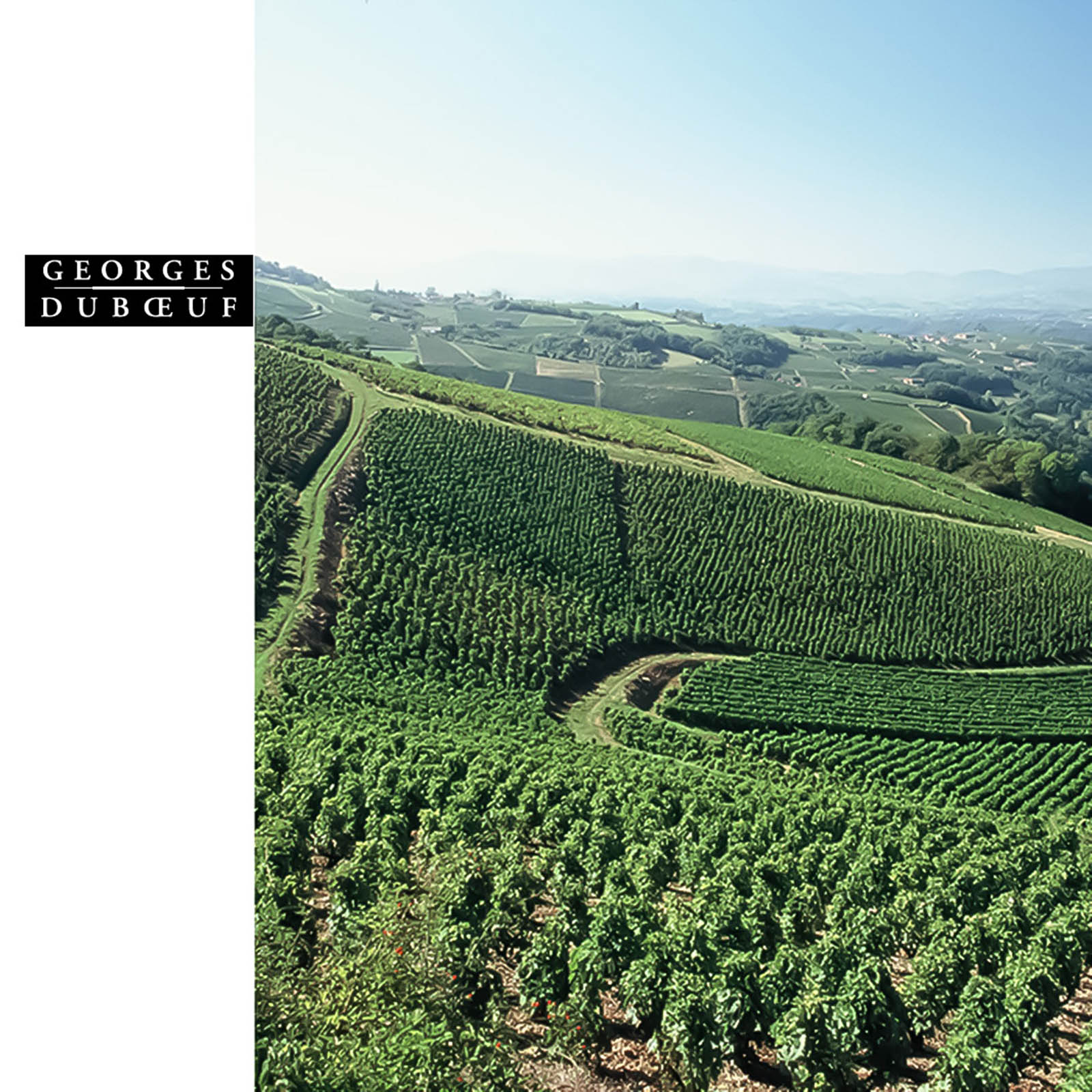 6er-Sparpaket Beaujolais 2025 Nouveau