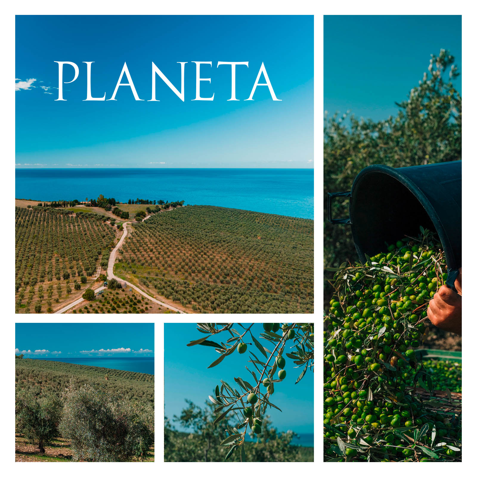 6er-Sparpaket Chardonnay Sicilia Menfi 2024 Bio Jubiläumsetikett