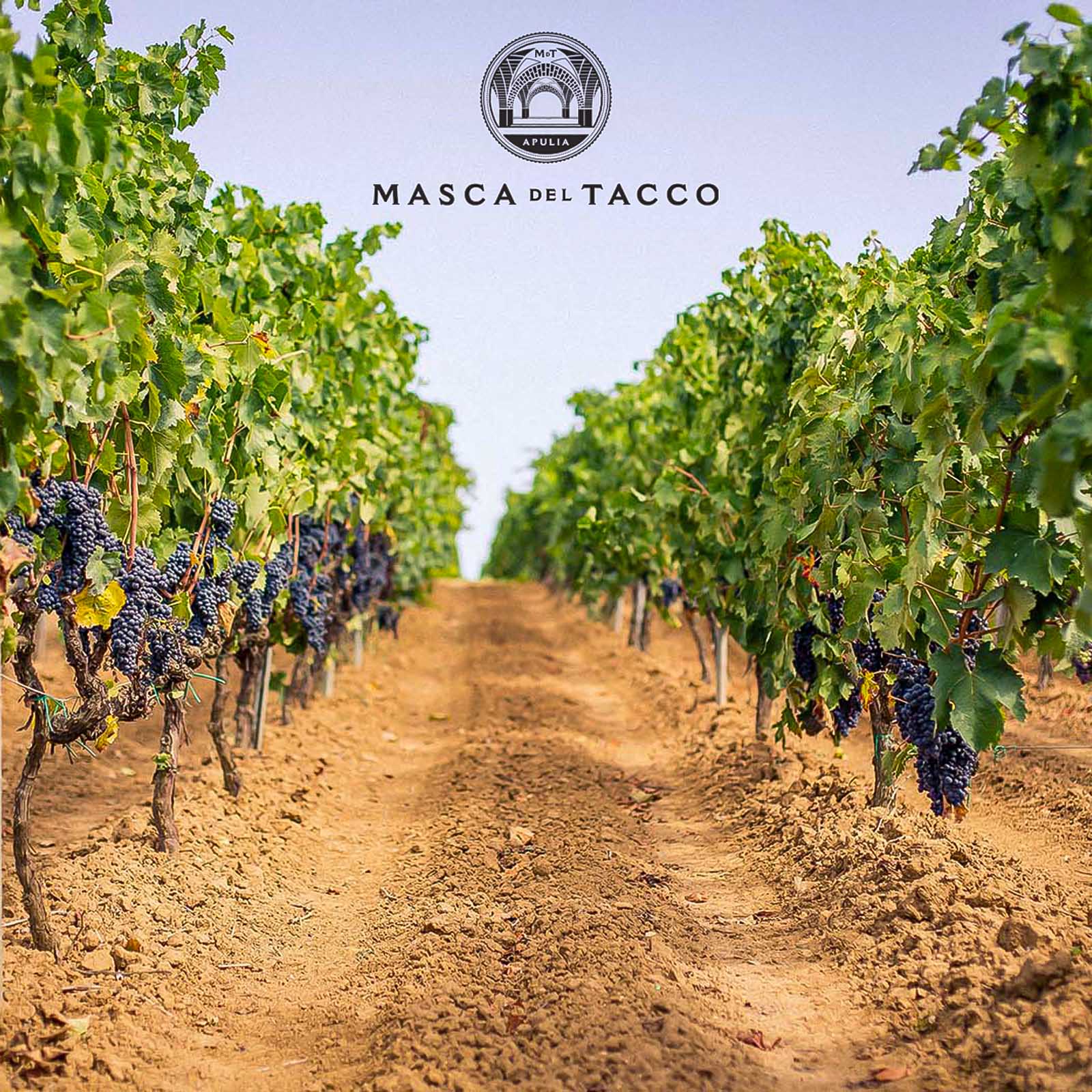 6er-Sparpaket Primitivo di Manduria 2023 Lu Rappaio 6er-Sparpaket Primitivo di Manduria 2023 Lu Rappaio