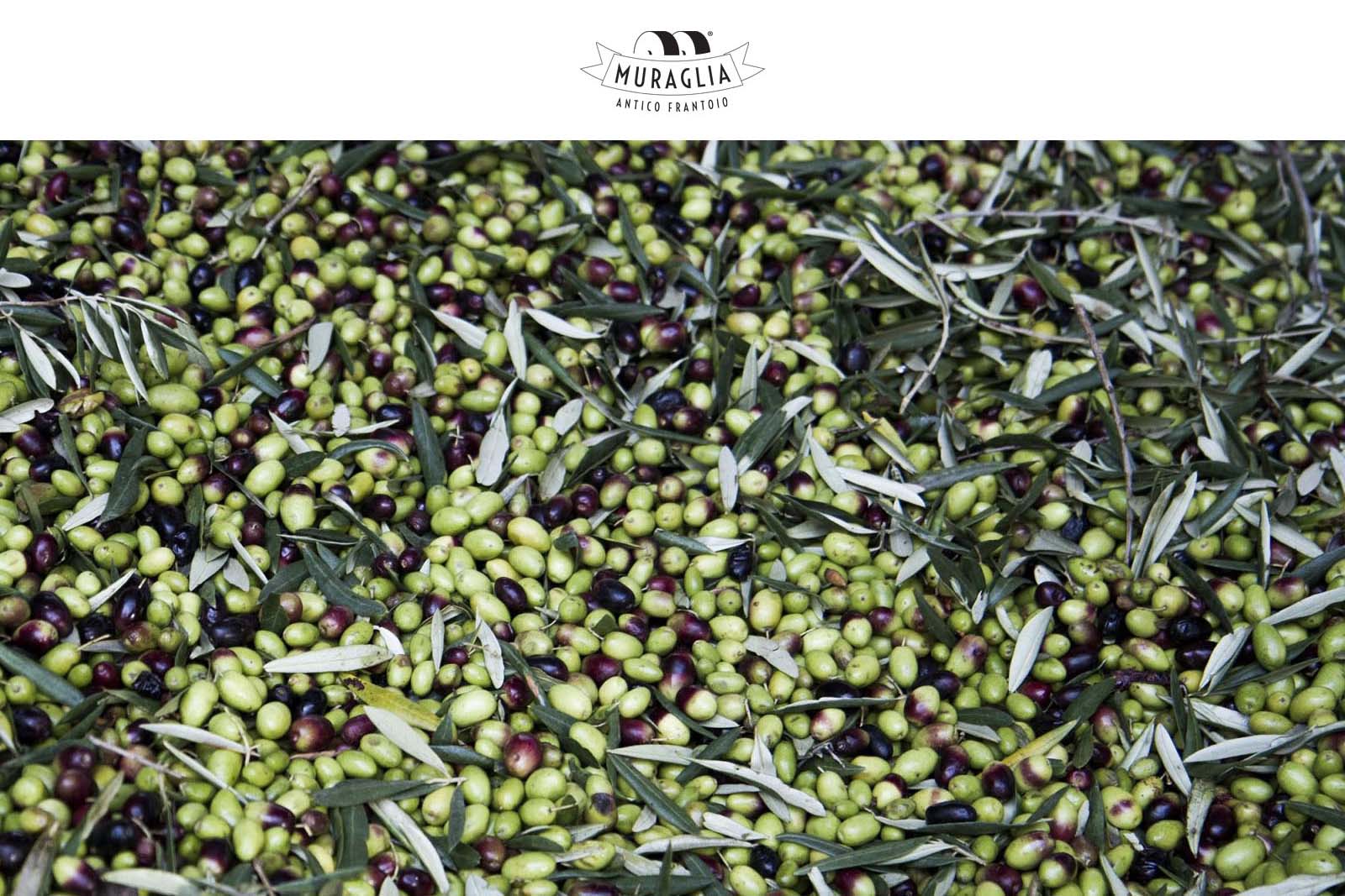 0,5 L Olivenöl Extra Vergine 2024 Fruttato Medio Glasflasche