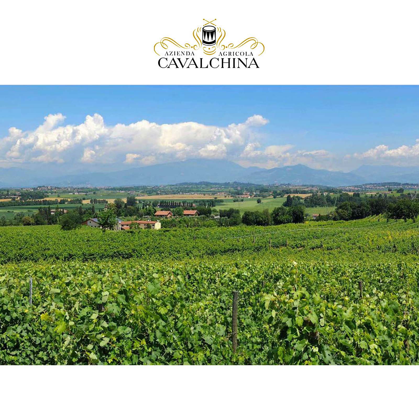 Chiaretto Bardolino 2024