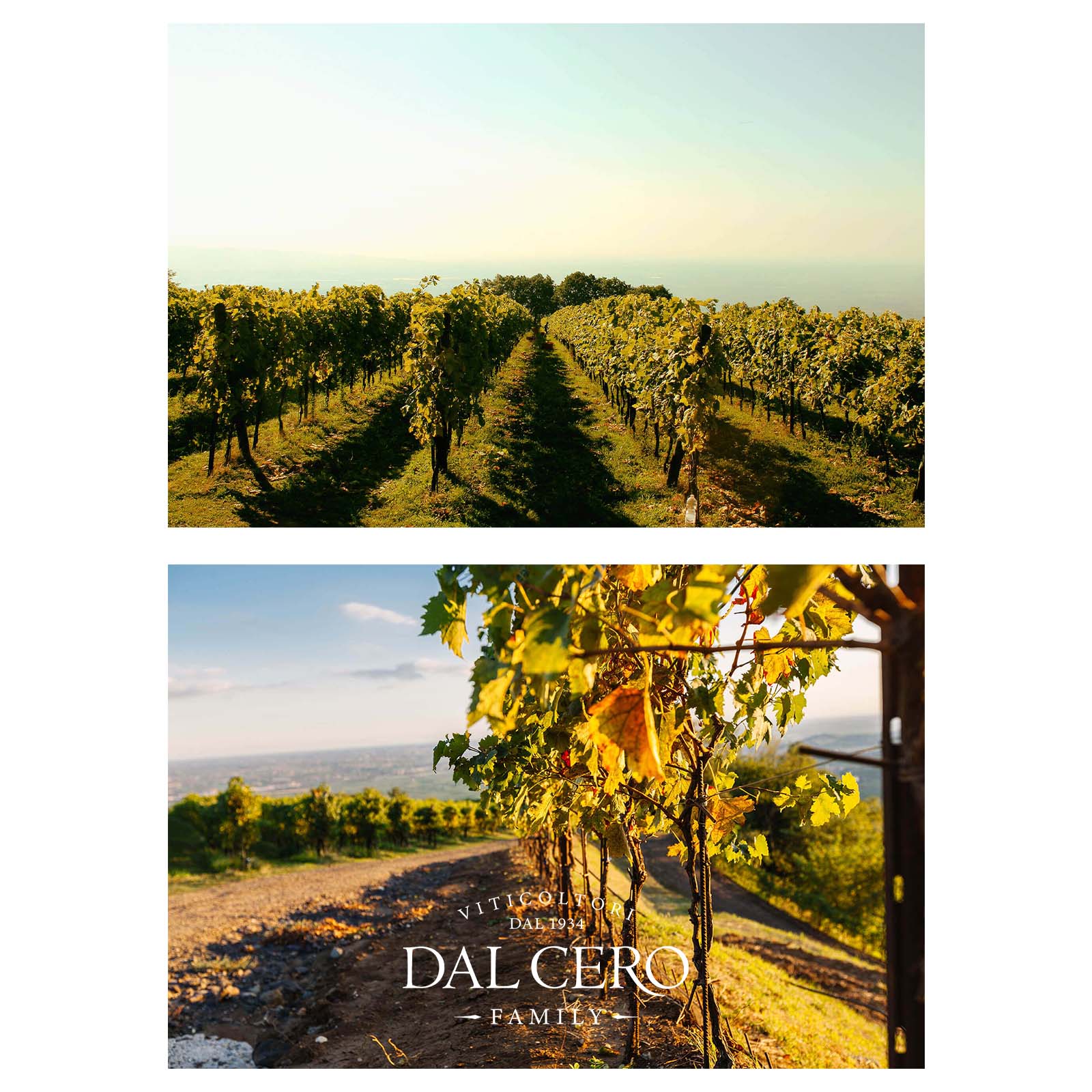 6er-Holzkiste Syrah Cortona 2019 Tenuta Montecchiesi Klanis