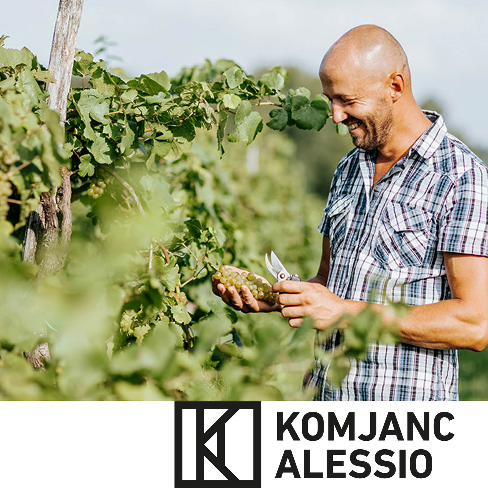 Pinot Grigio Collio 2024