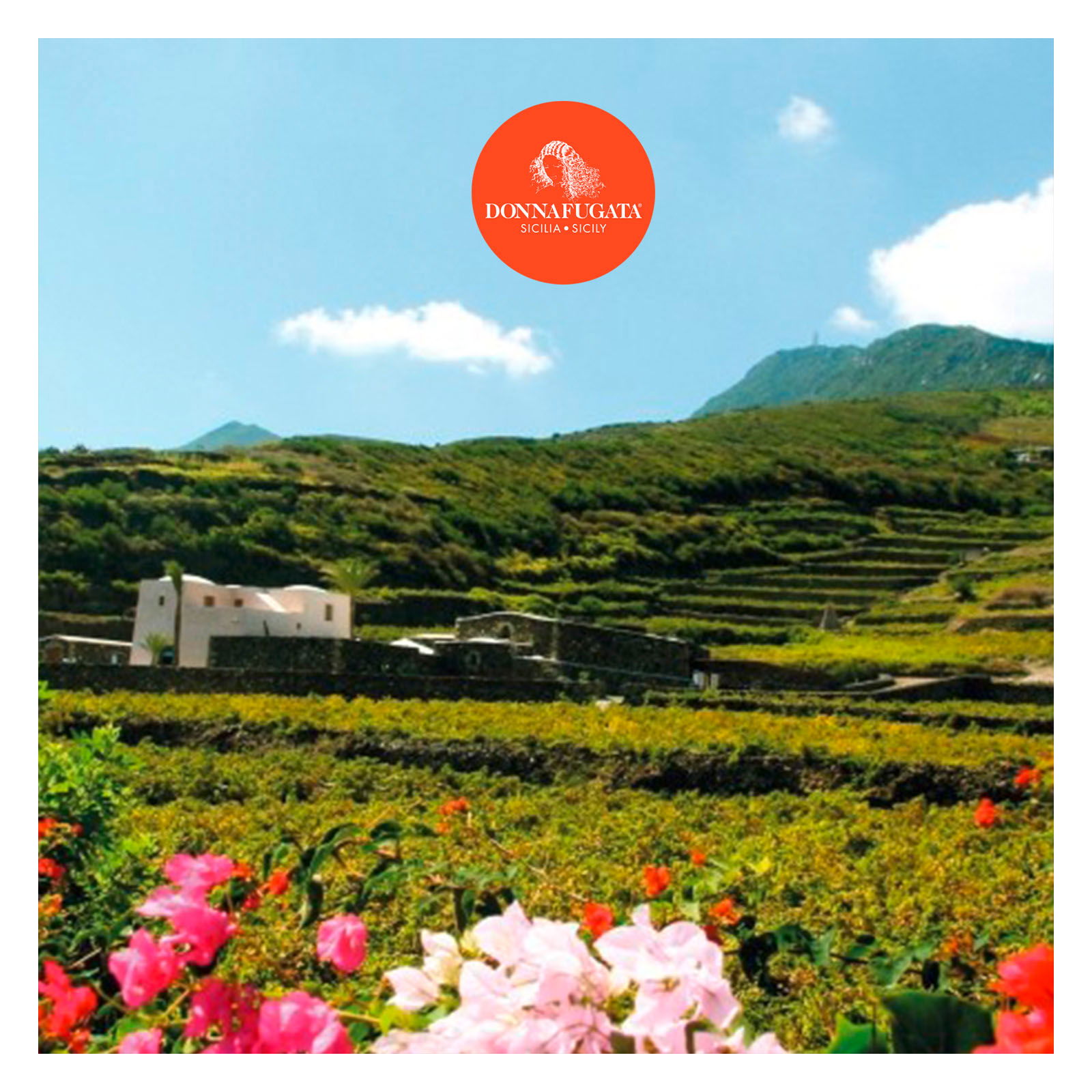 Etna Bianco 2022 Sul Vulcano Etna Bianco 2022 Sul Vulcano