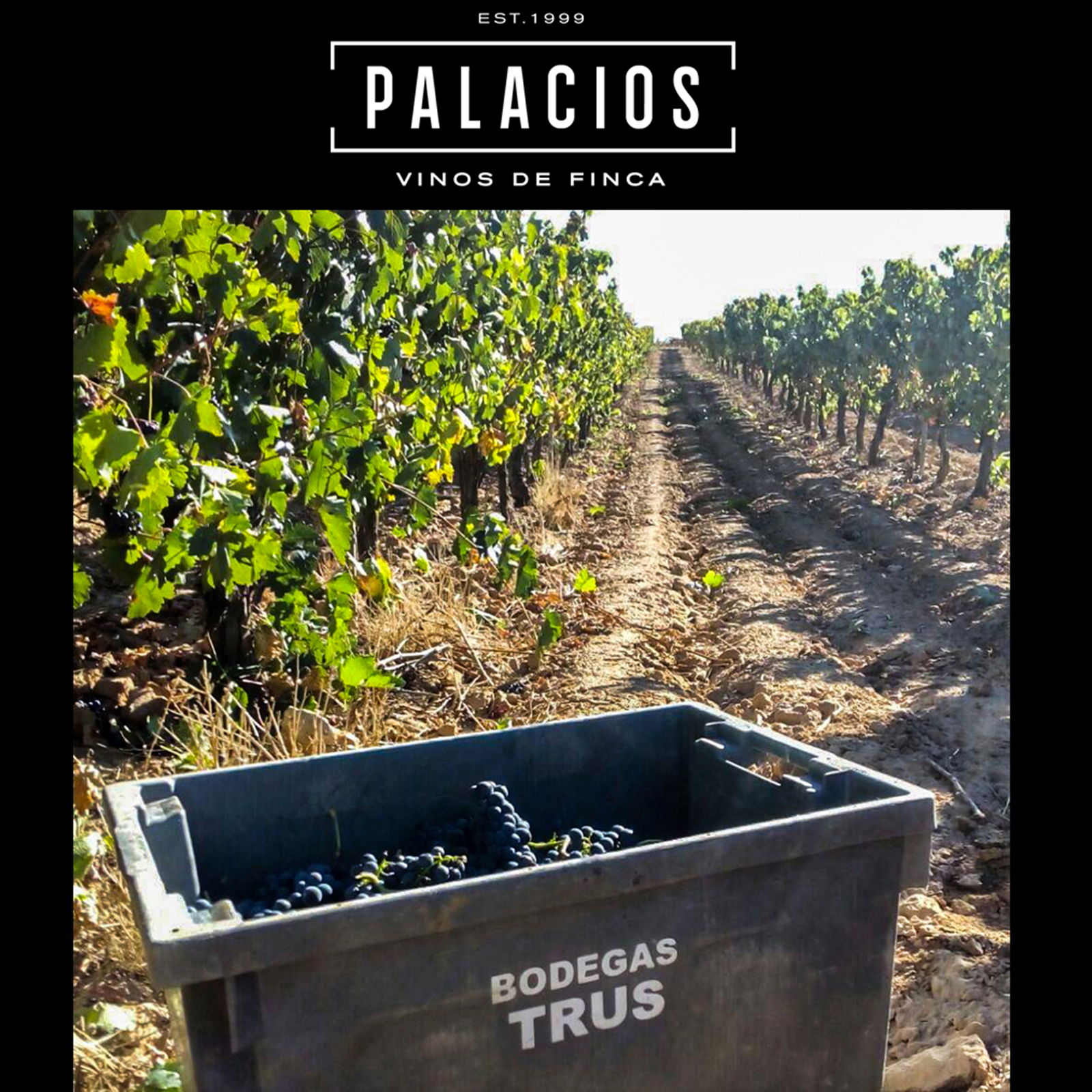6er-Sparpaket Ribera del Duero 2023 Trus