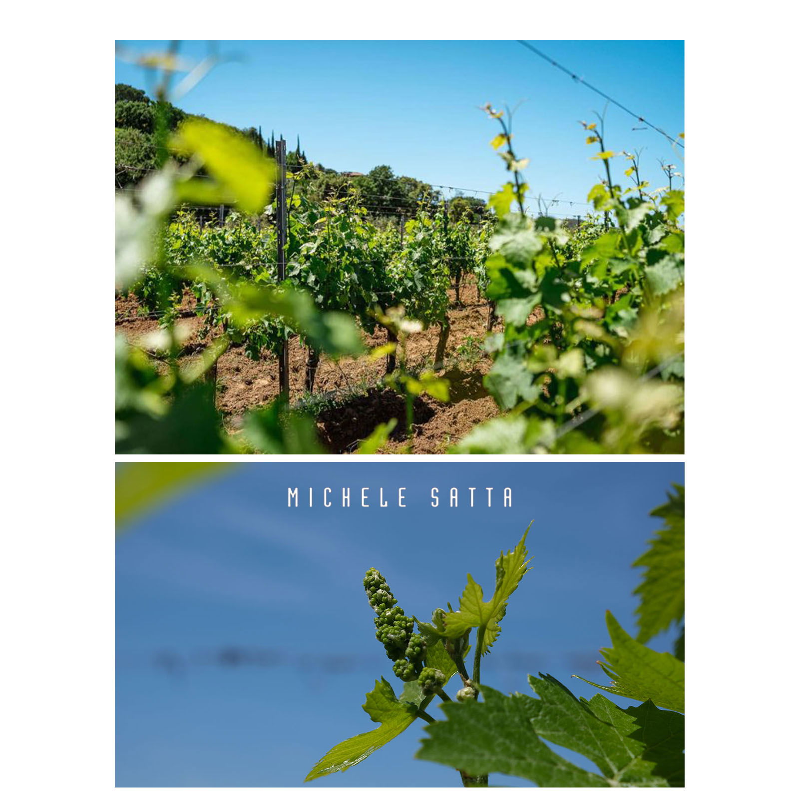 Syrah Toscana 2023