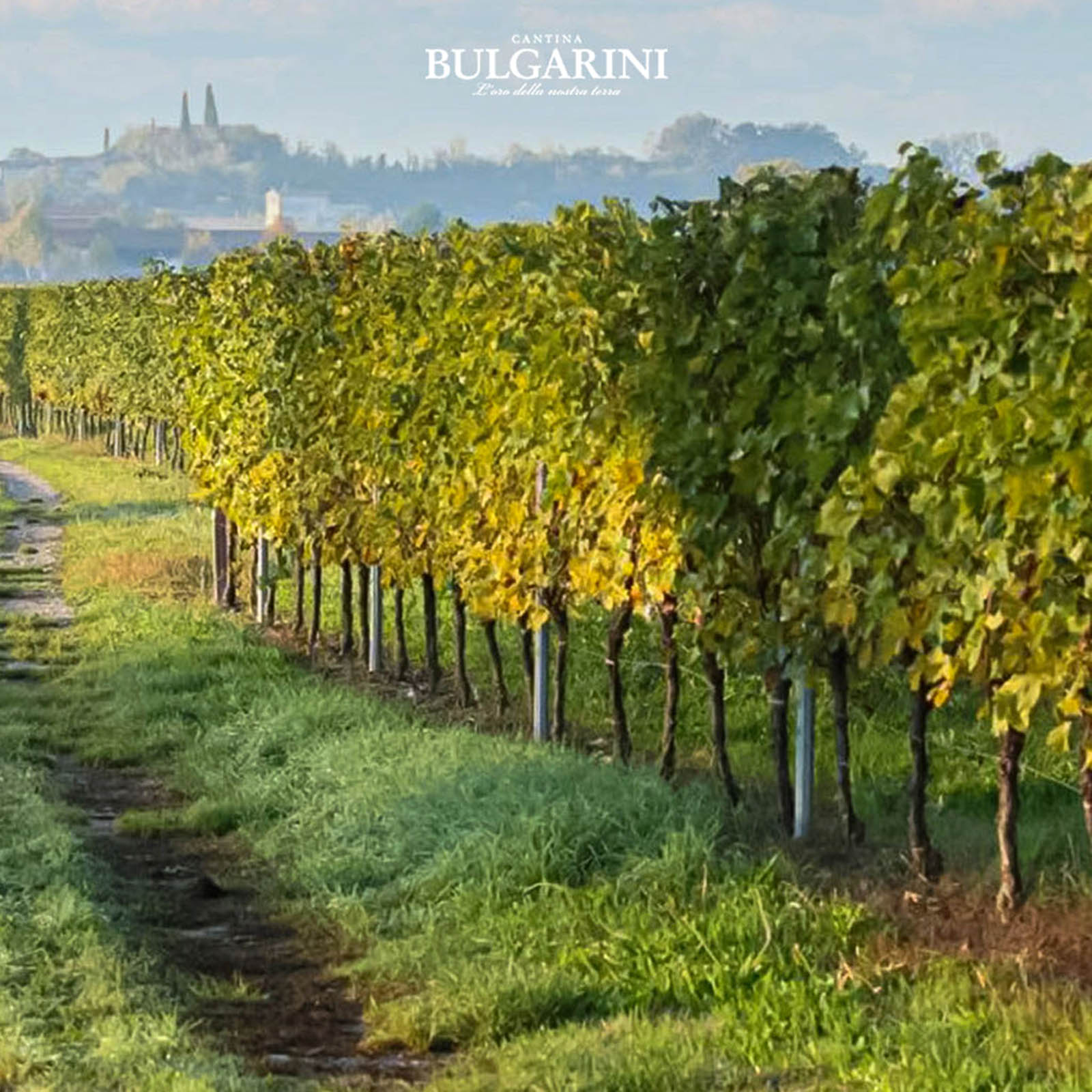 6er-Sparpaket Lugana 2025 Bulgarini