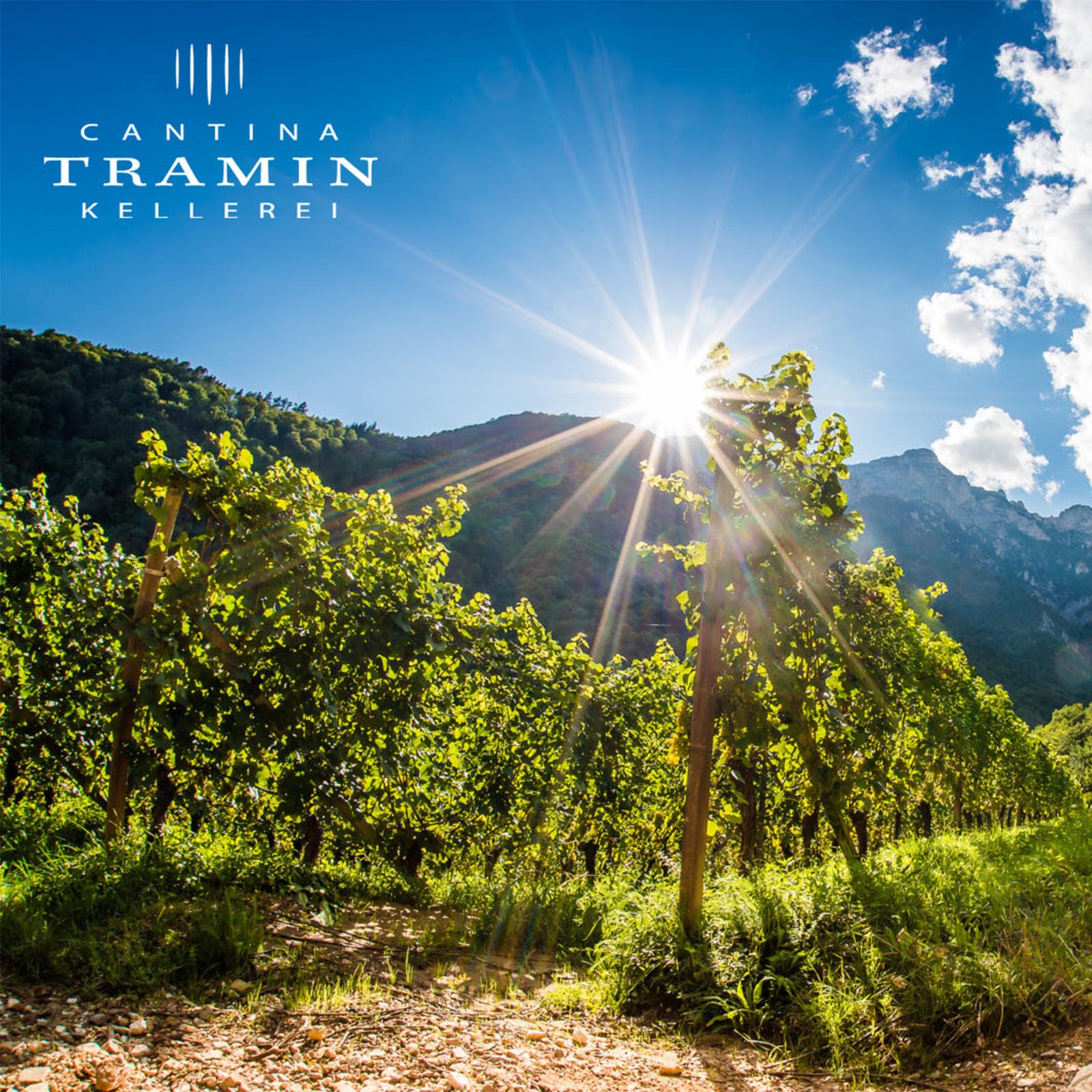 6er-Sparpaket T-Cuvée Bianco 2025