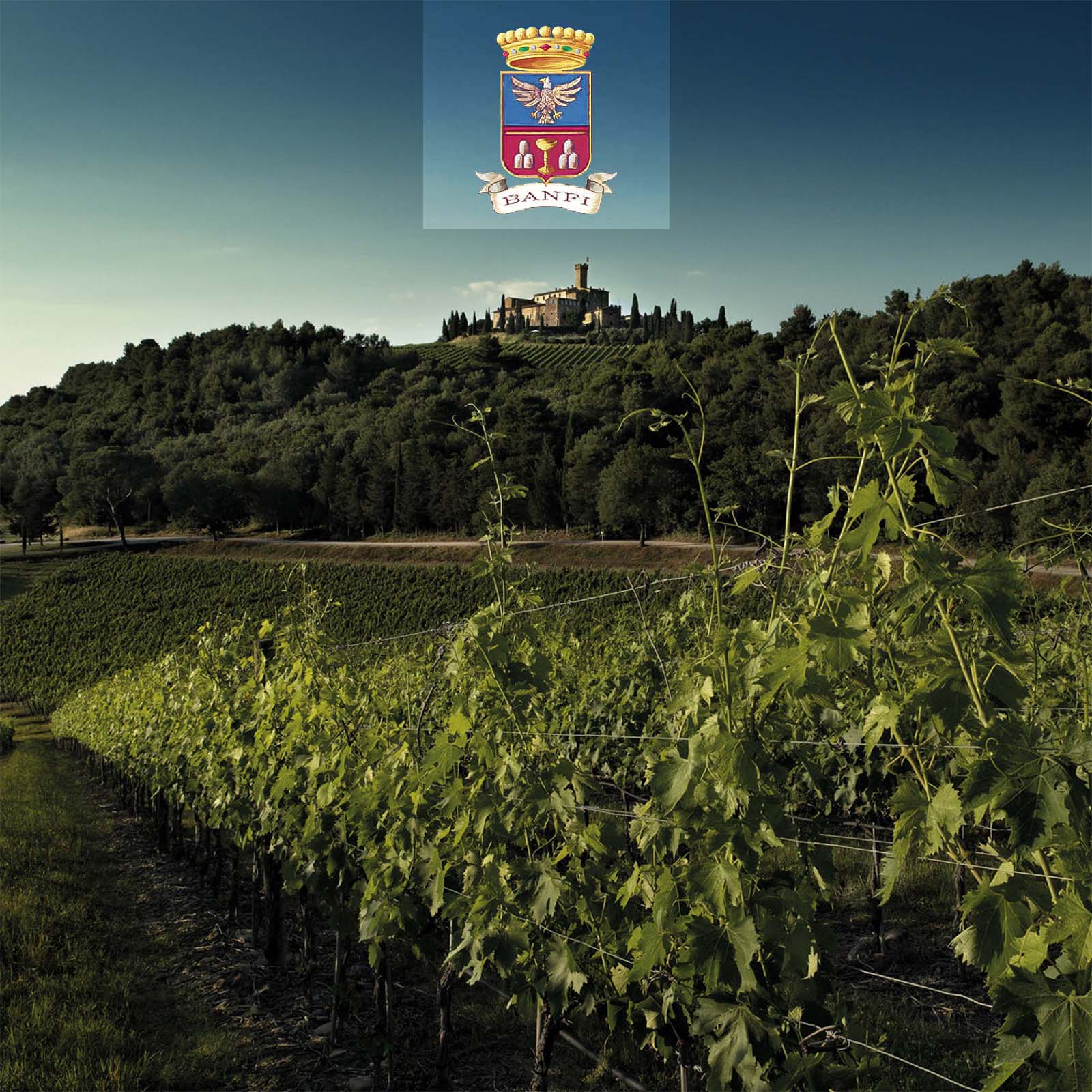 Brunello di Montalcino 2019 Vigna Marrucheto Brunello di Montalcino 2019 Vigna Marrucheto