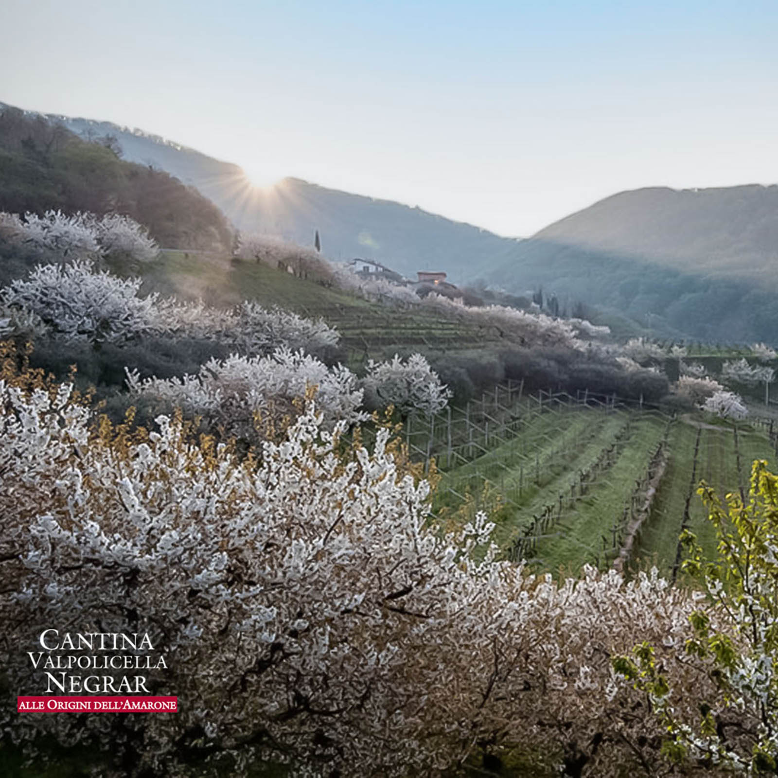 6er-Sparpaket Garganega 2025 Il Viaggo