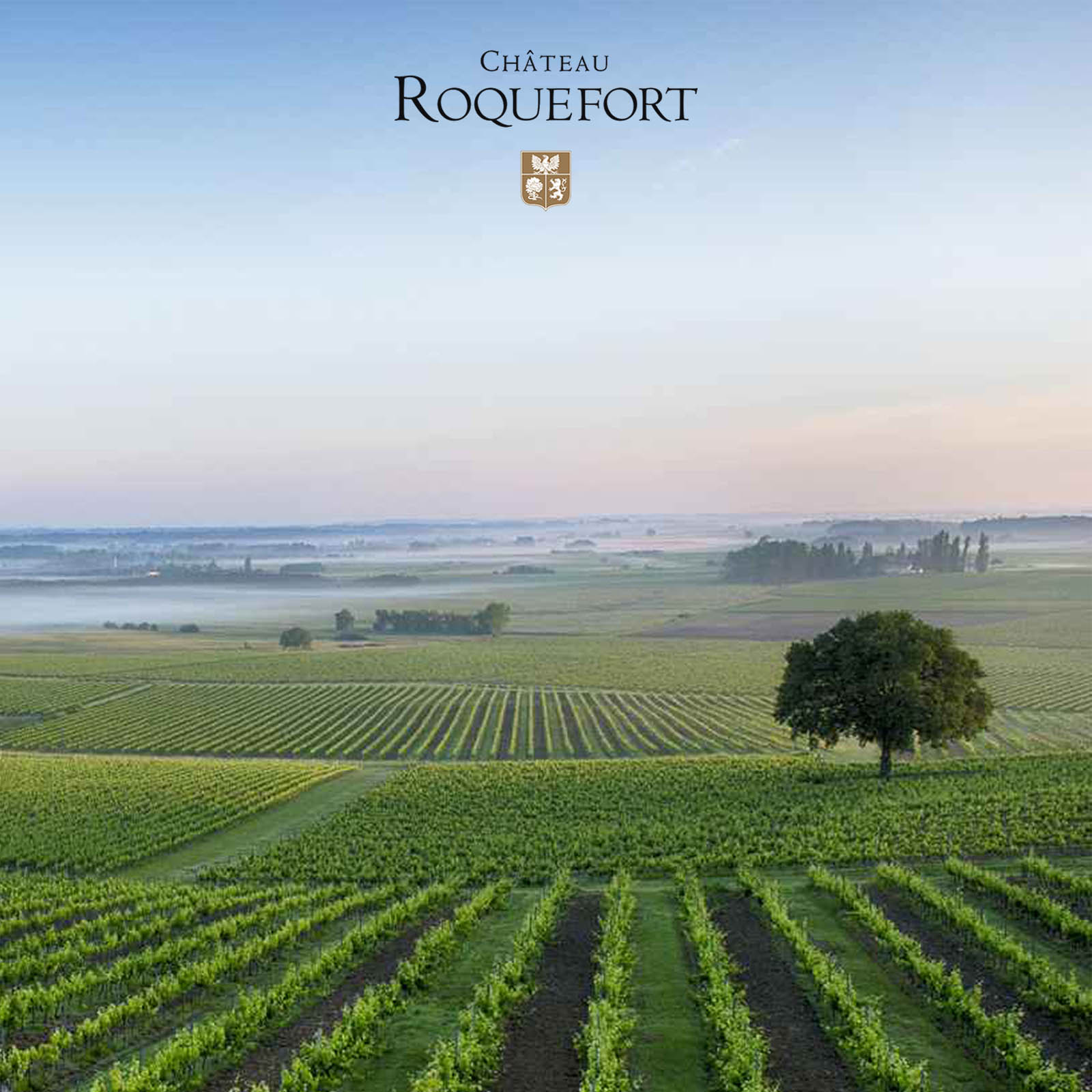 Sauvignon Blanc 2025 Les Roches Blanches Bio