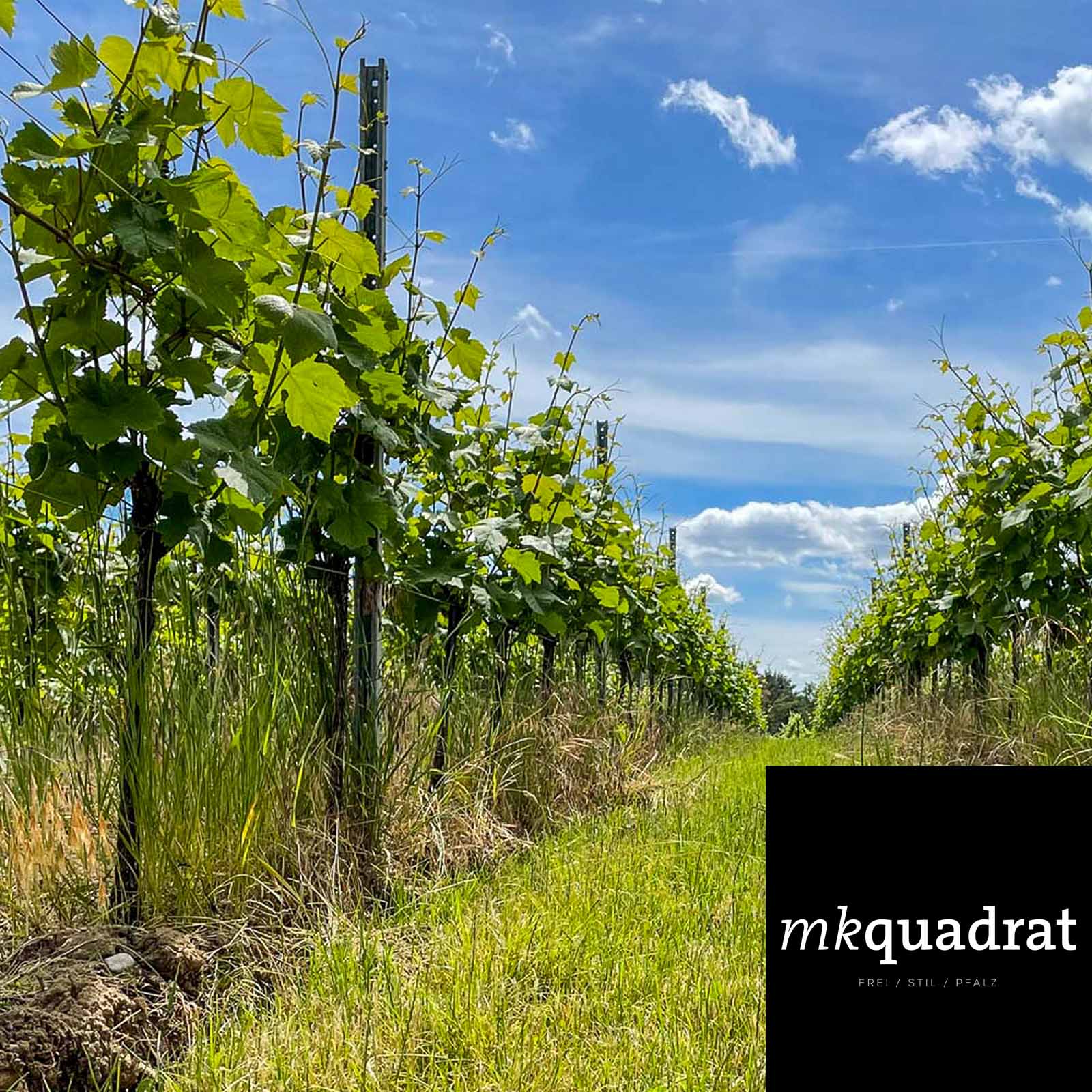 Chardonnay Sekt 2018 Brut Nature Chardonnay Sekt 2018 Brut Nature