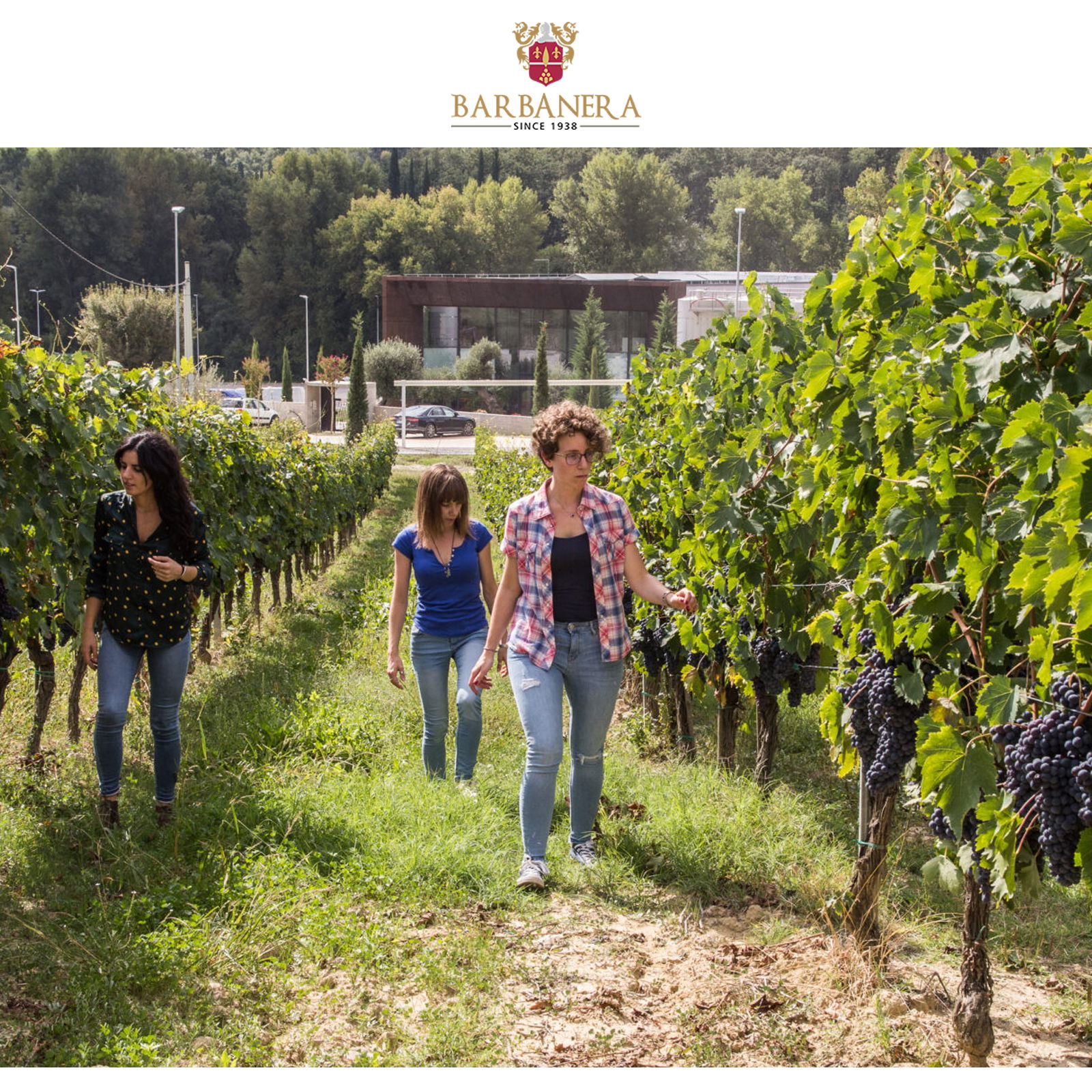 6er-Sparpaket Gigino Rosso 2021 Anniversario 80 6er-Sparpaket Gigino Rosso 2021 Anniversario 80