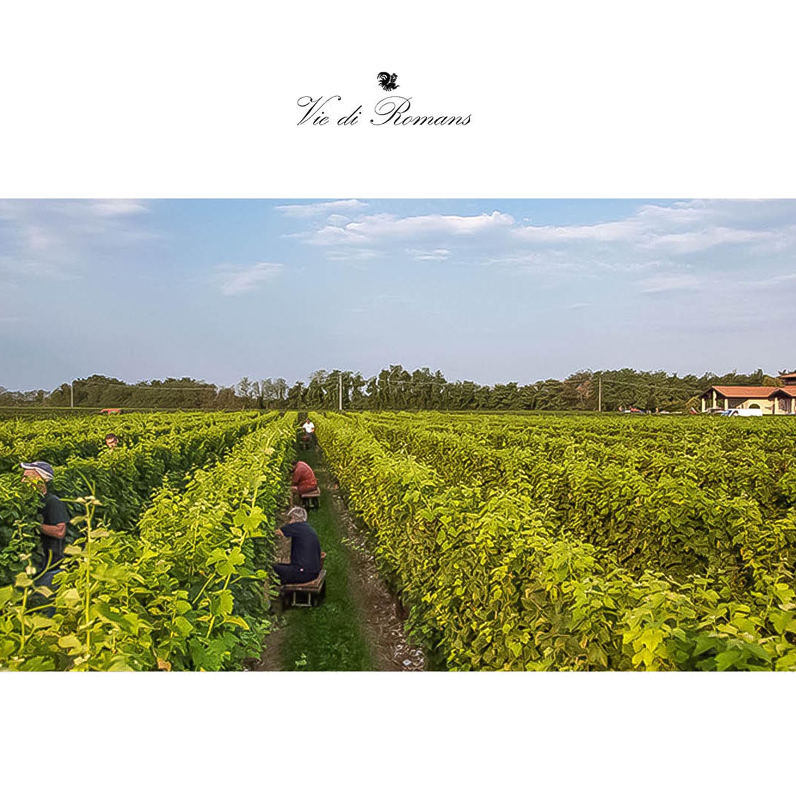 Pinot Grigio 2024 Dessimis