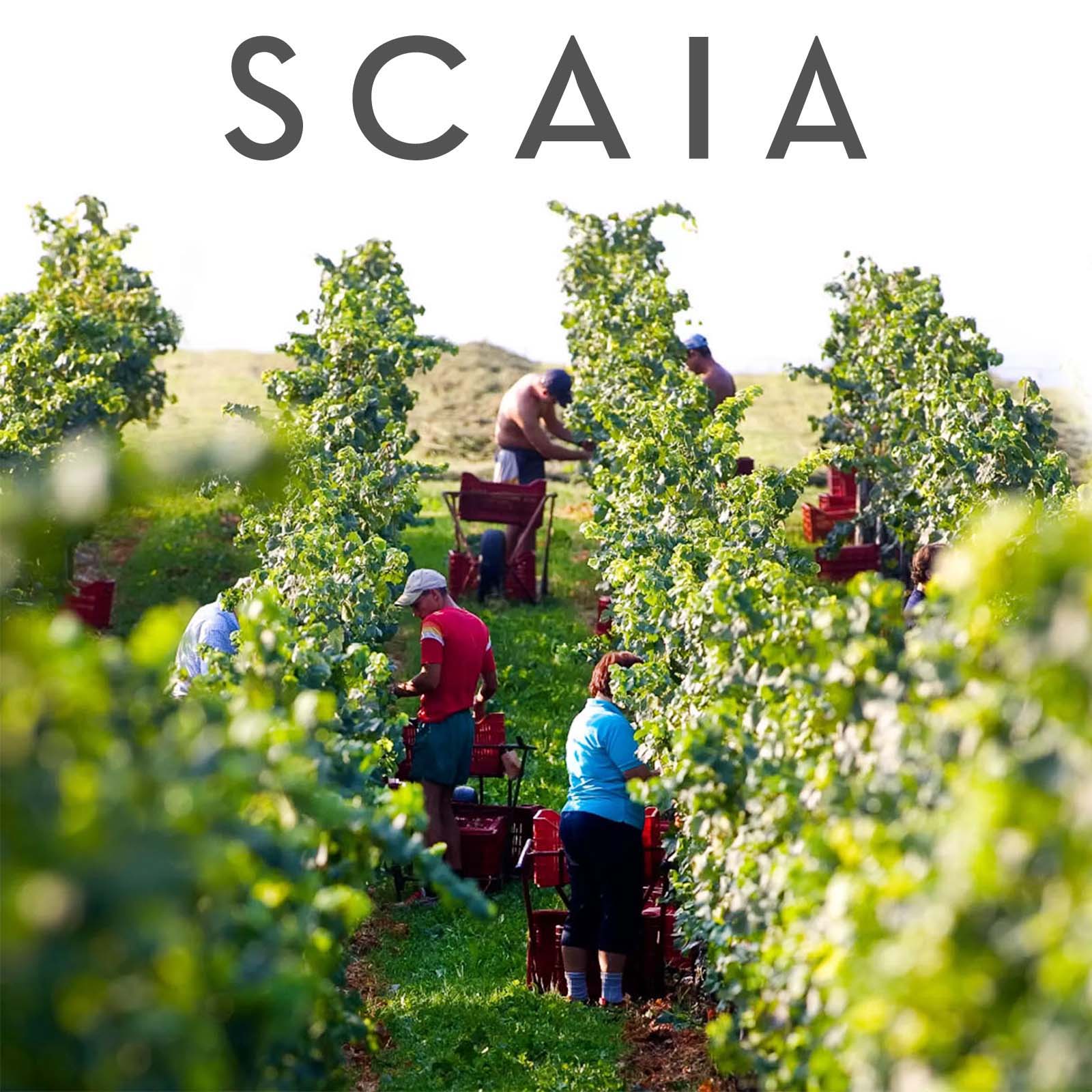 6er-Sparpaket Scaia Rosso 2022 Paradiso
