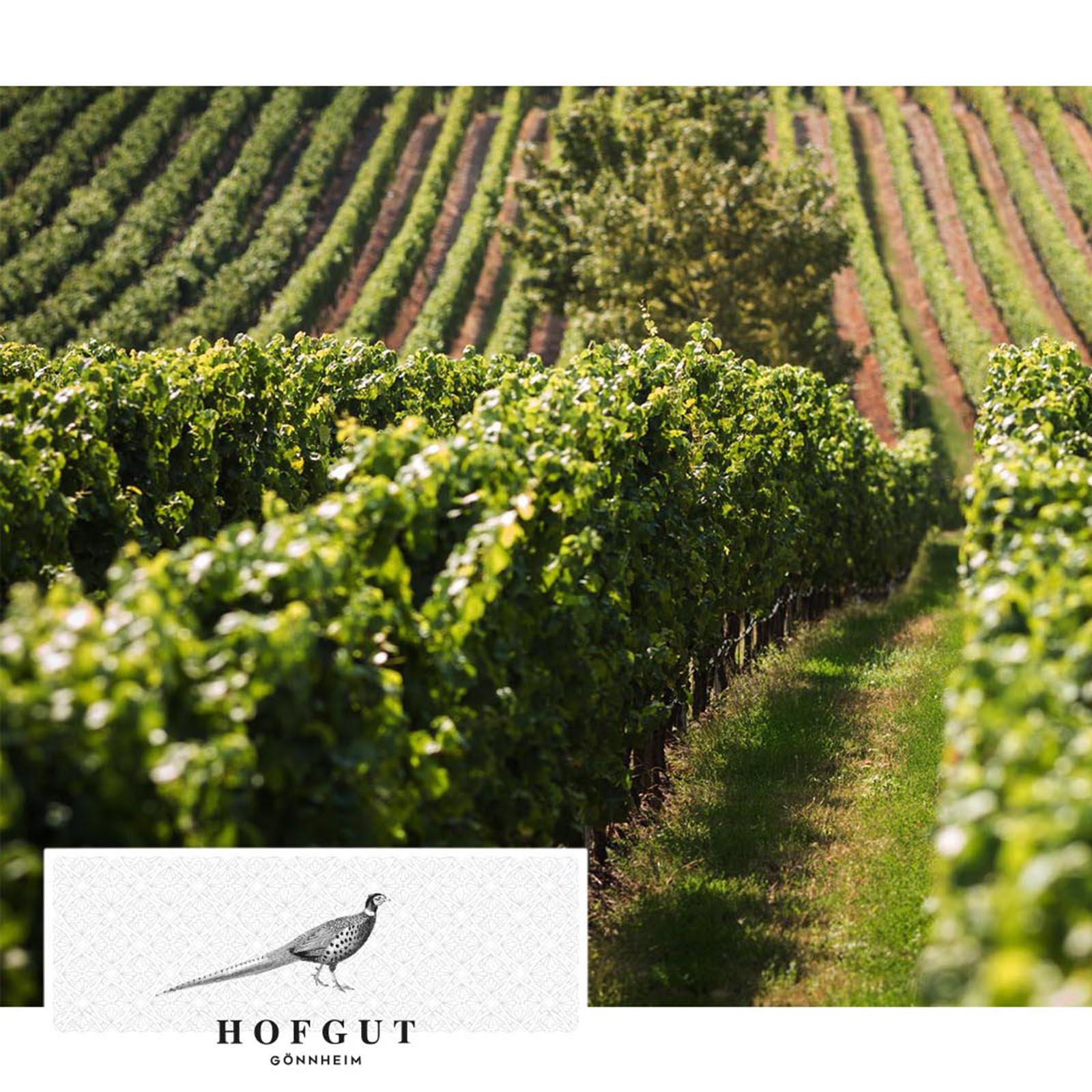 Sauvignon Blanc 2024 Gönnheim Bio