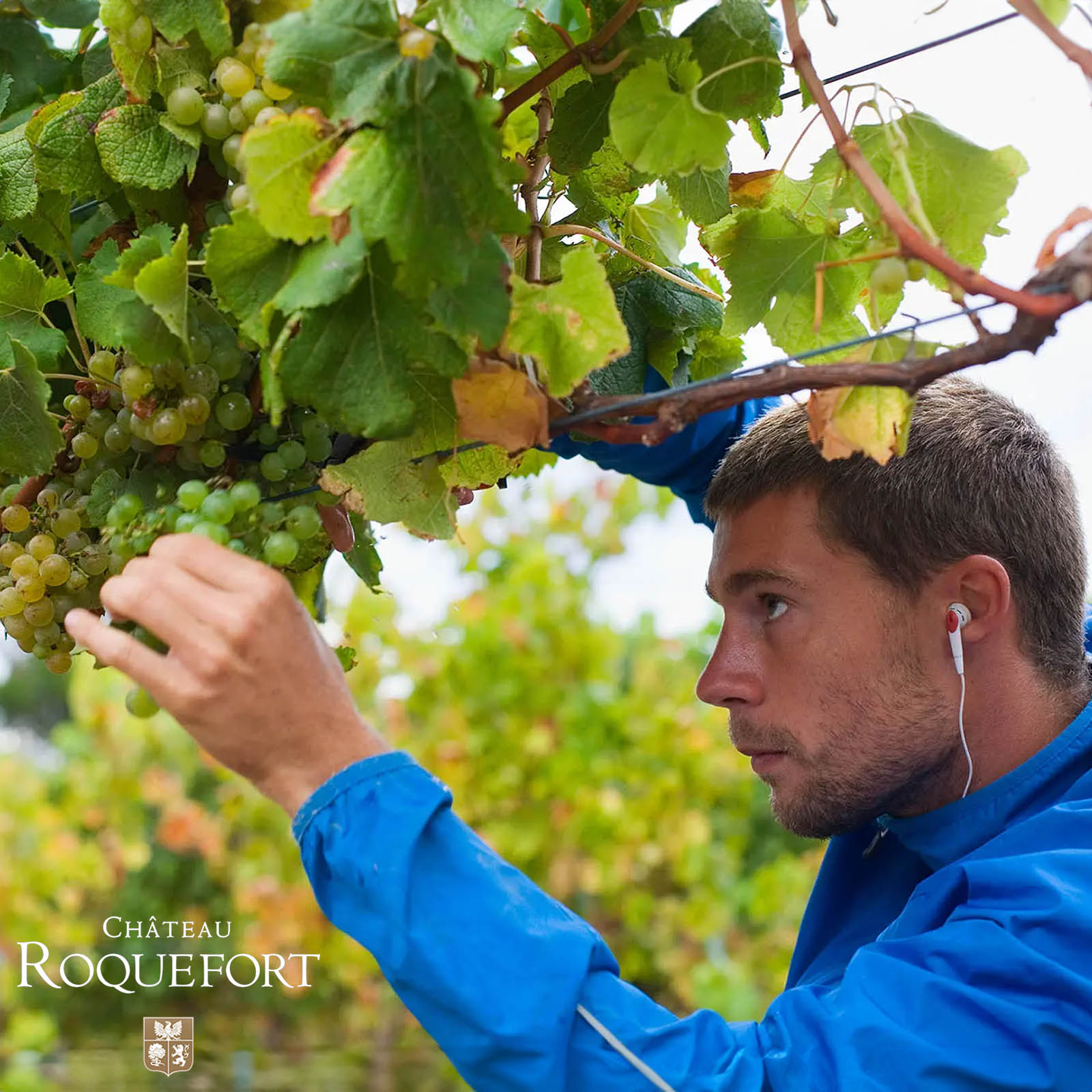 Sauvignon Blanc 2024 Les Roches Blanches Bio
