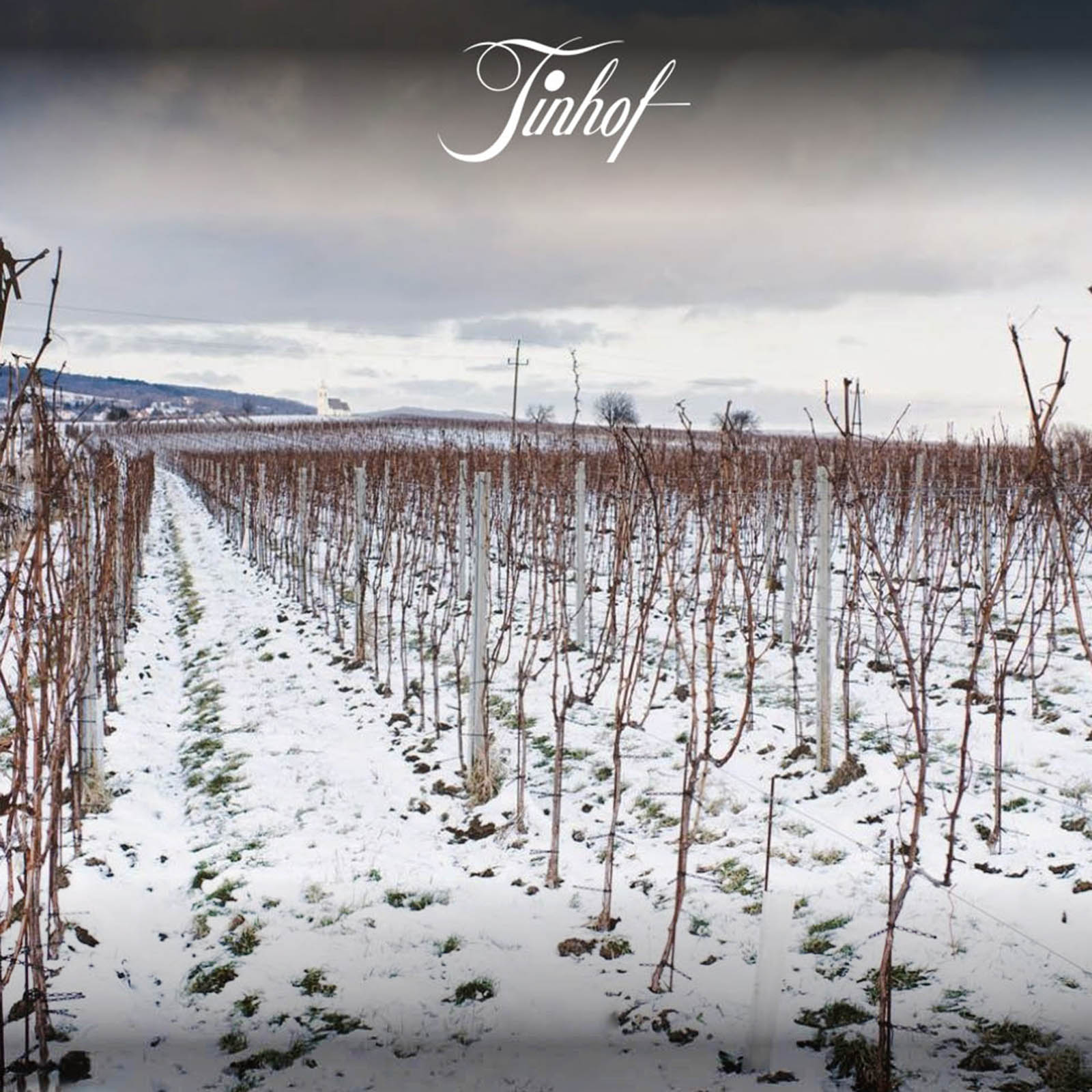 Weißburgunder 2020 Ried Golden Erd Bio