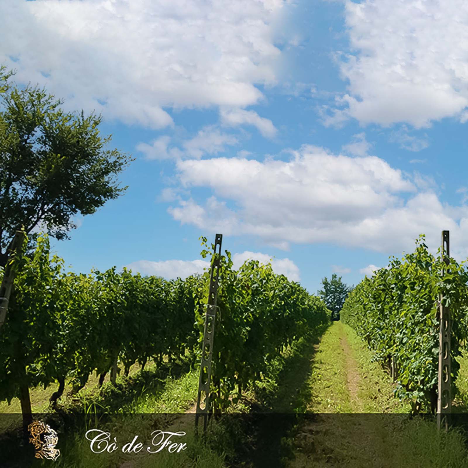 6er-Sparpaket Lugana 2025 Cò de Fer