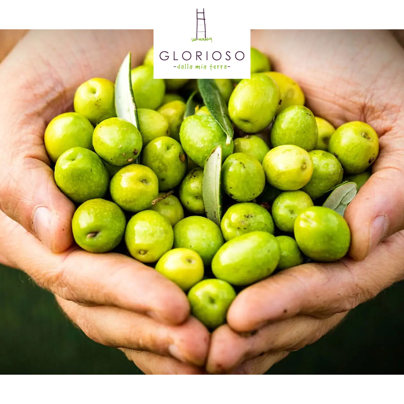 3 L Olivenöl Extra Vergine 2025 Bio