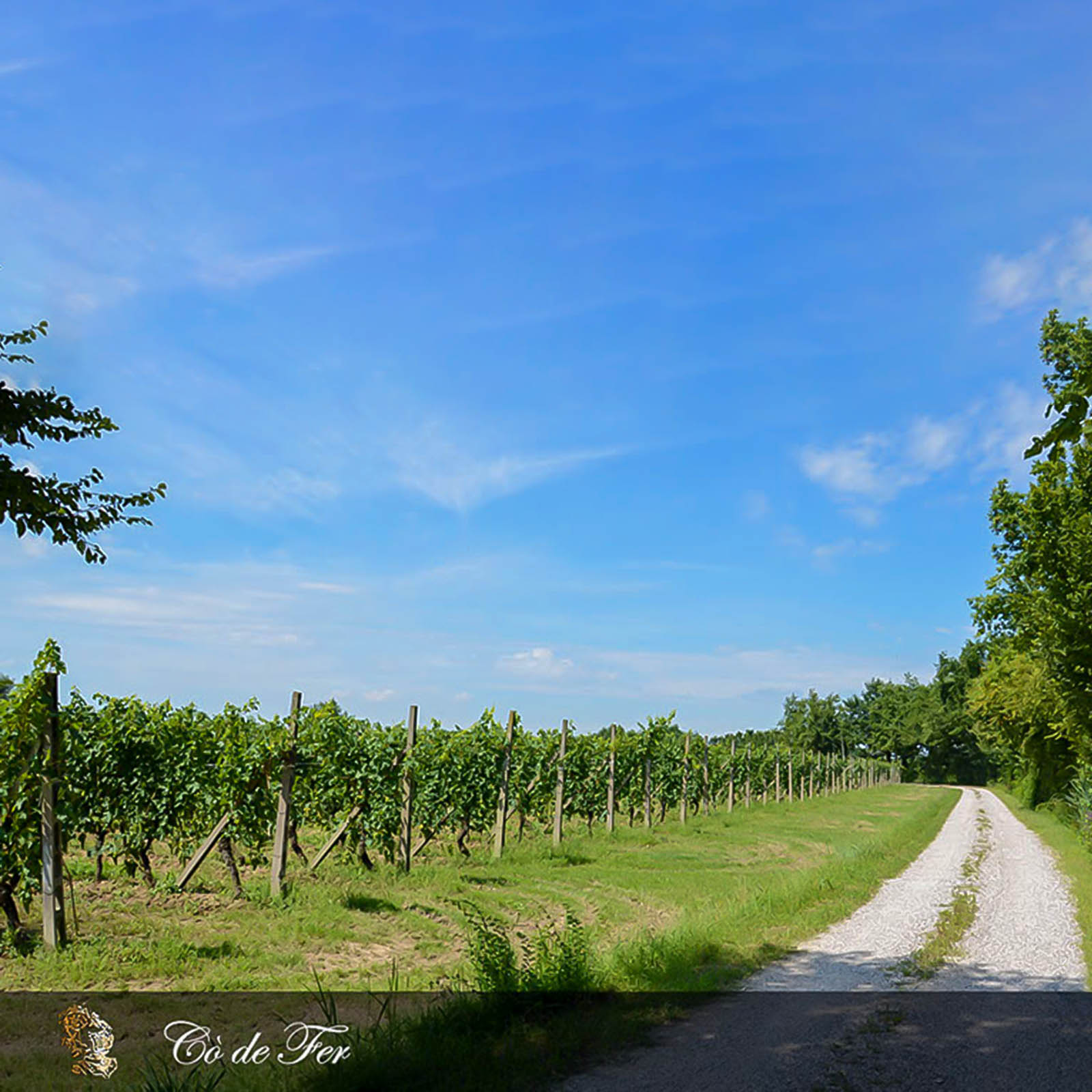 6er-Sparpaket Lugana 2024 Cò de Fer