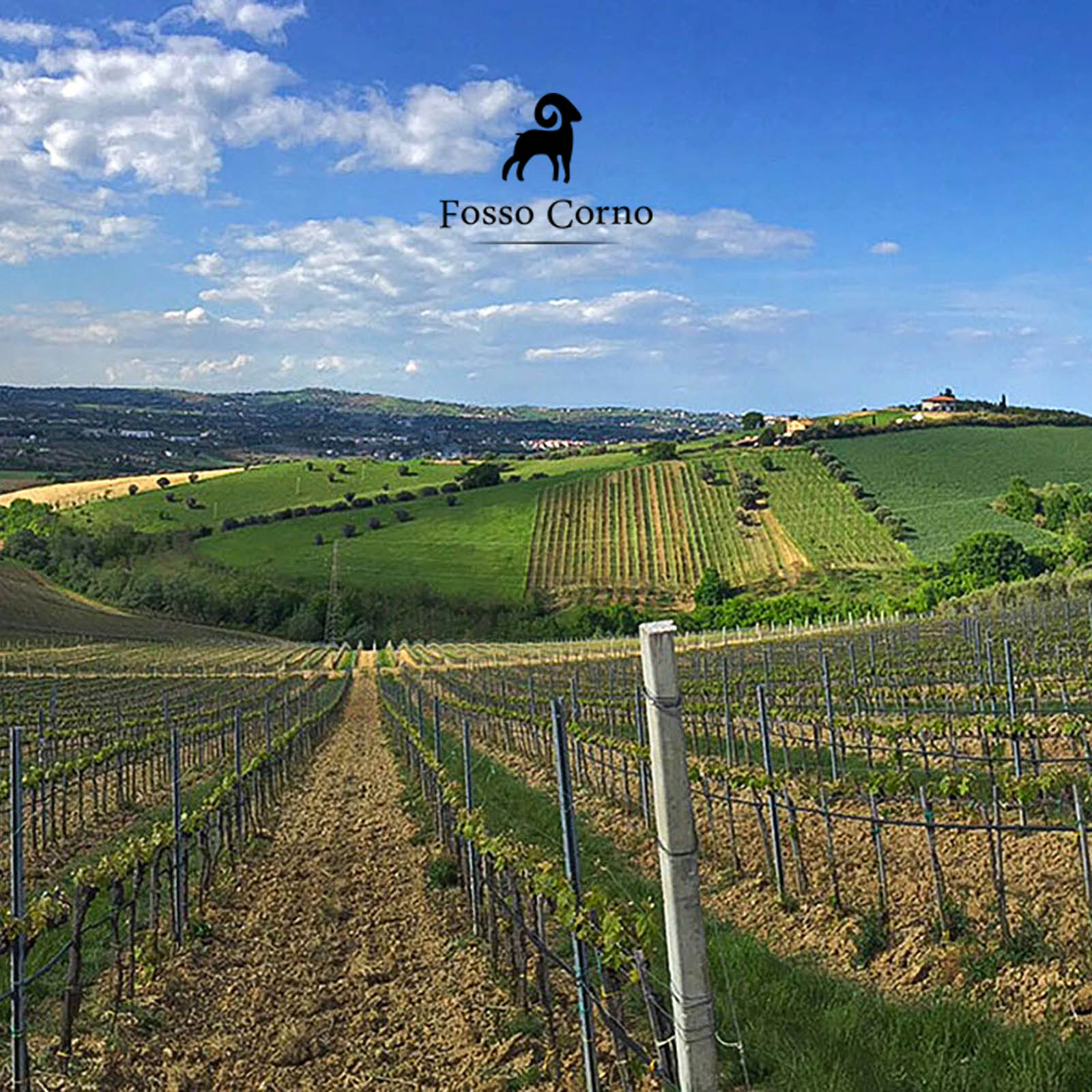 6er-Sparpaket Montepulciano d´Abruzzo 2023 Orsettino