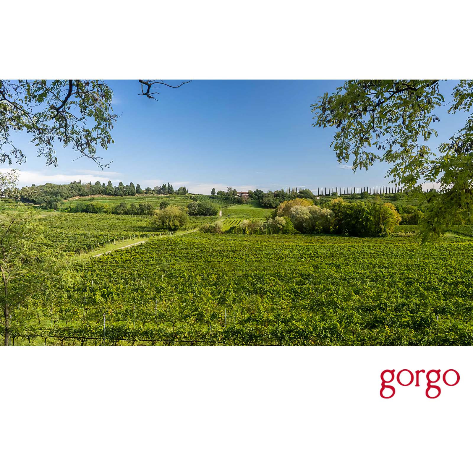 6er-Sparpaket Custoza 2025 Bio