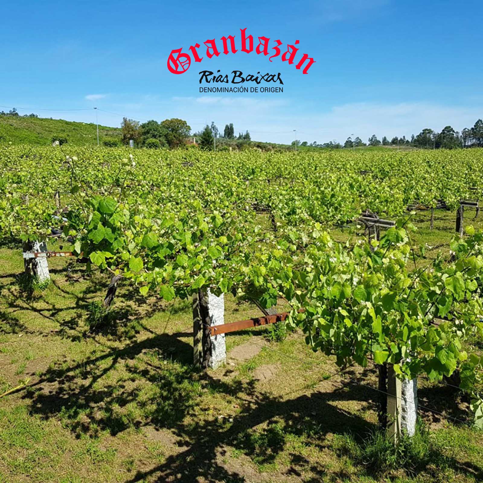 Albariño 2025 Etiqueta Verde