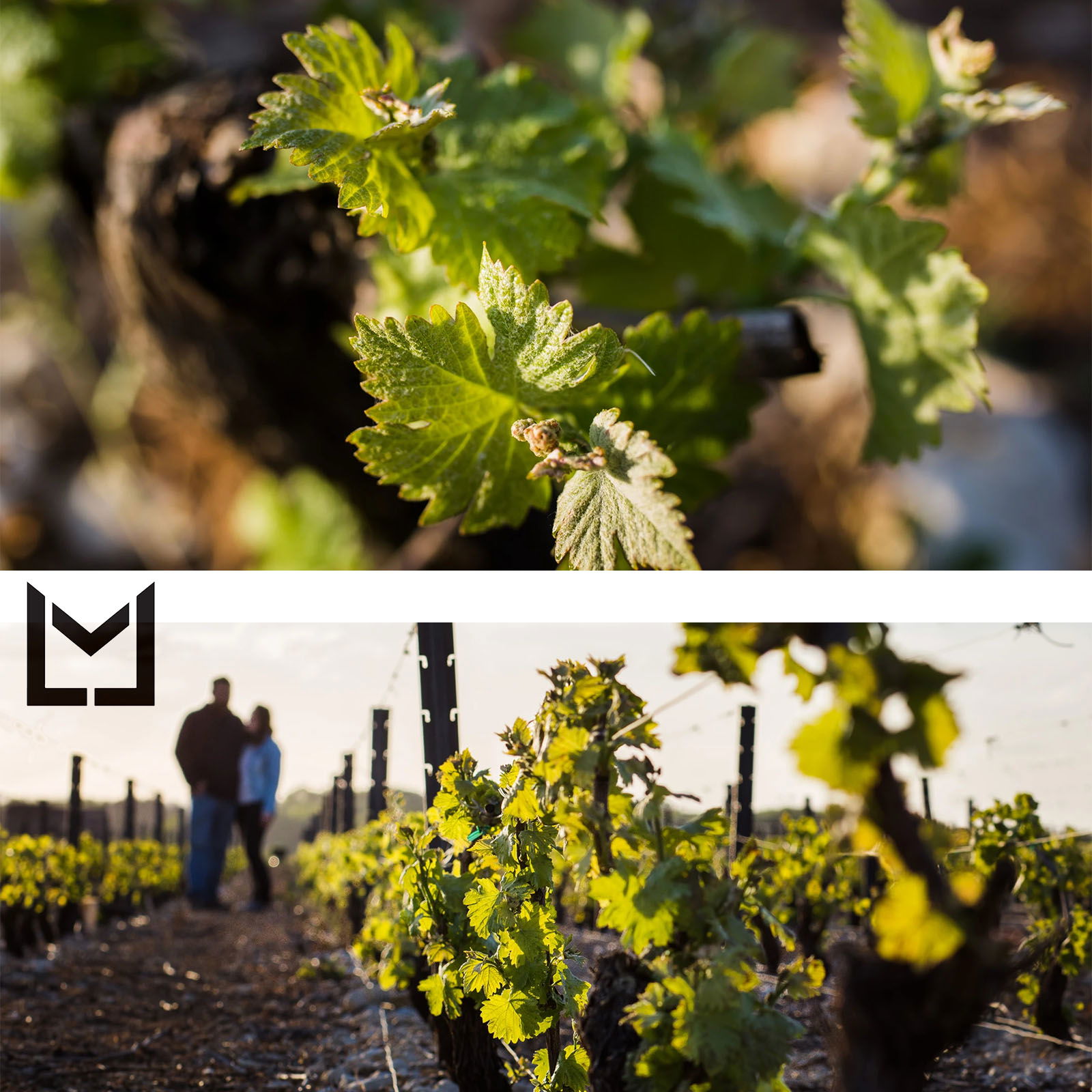 Methode Traditionnelle Blanc de Blanc Brut