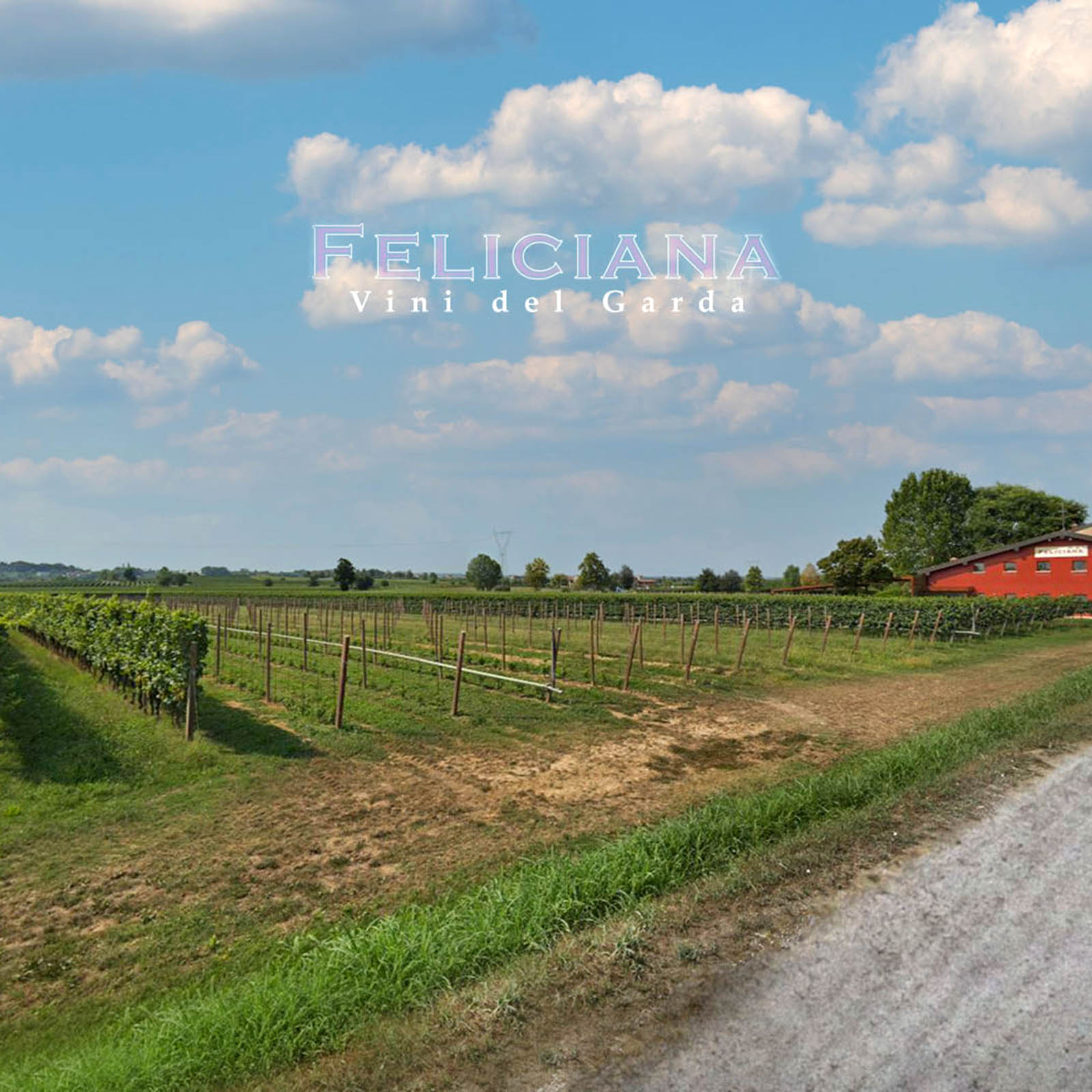 9er-Sparpaket Lugana 2024 Felugan