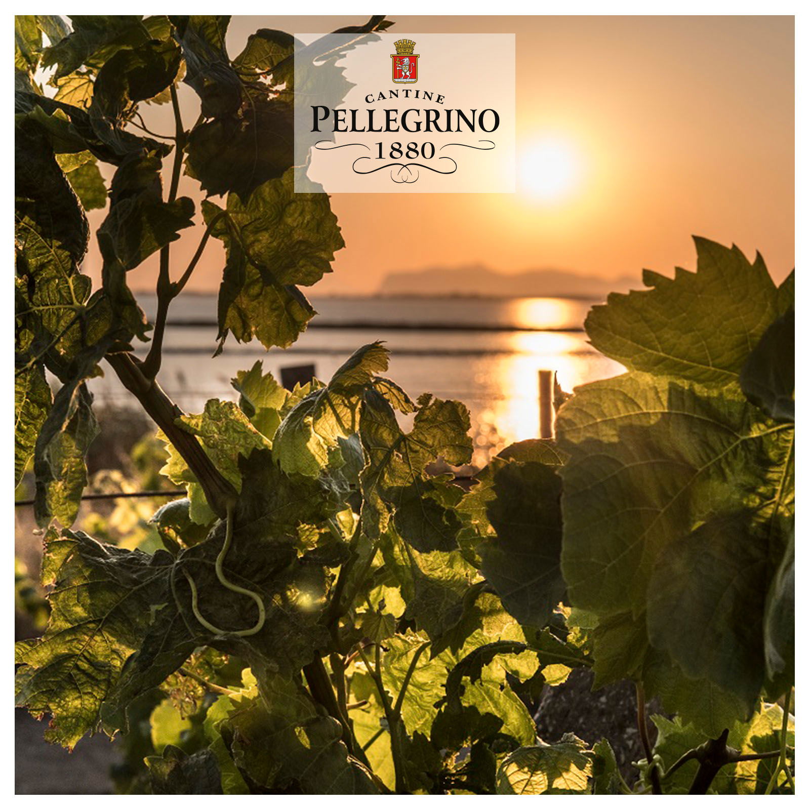 6er-Sparpaket Grillo Sicilia 2025 Il Salinaro