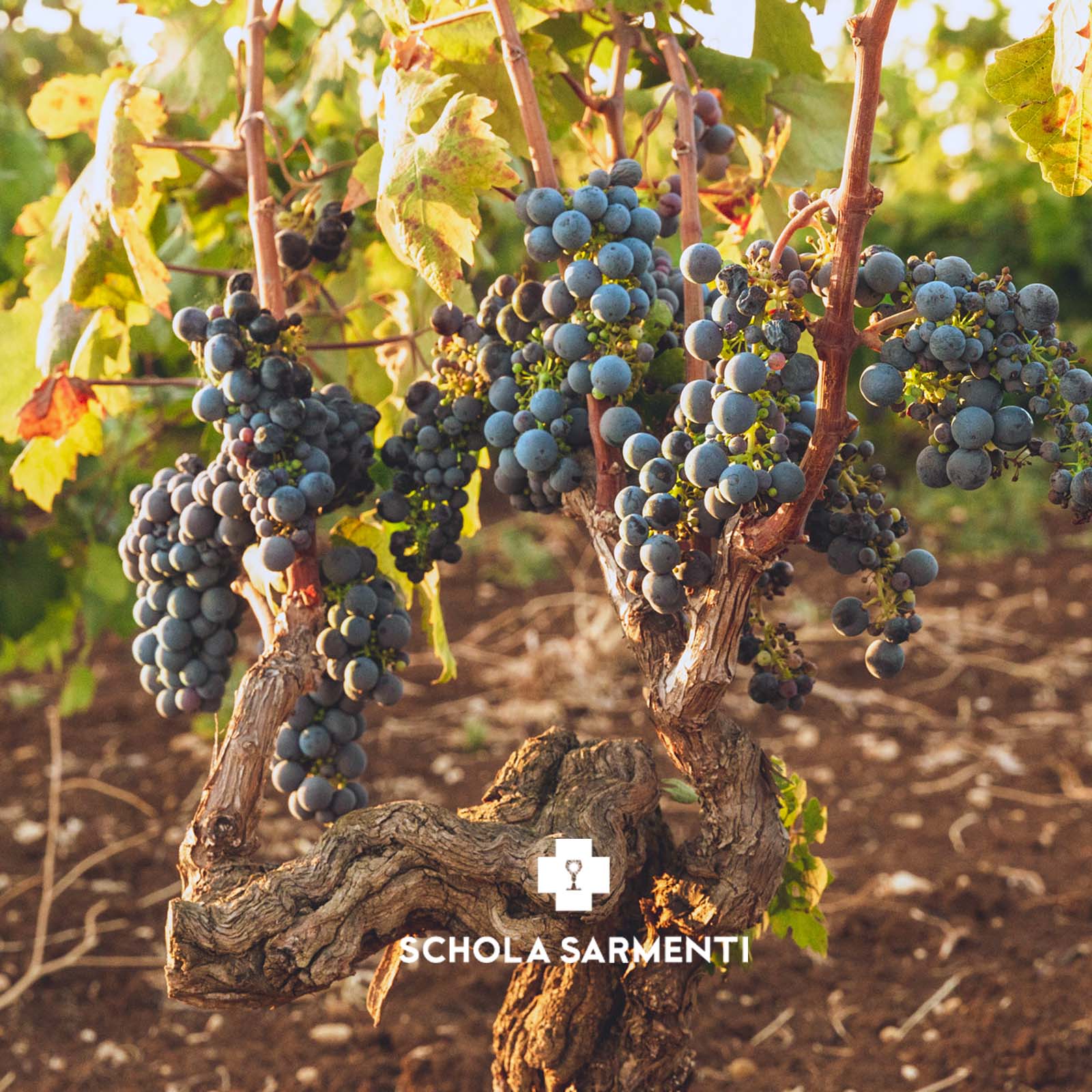 Negroamaro Nardò 2023 Roccamora