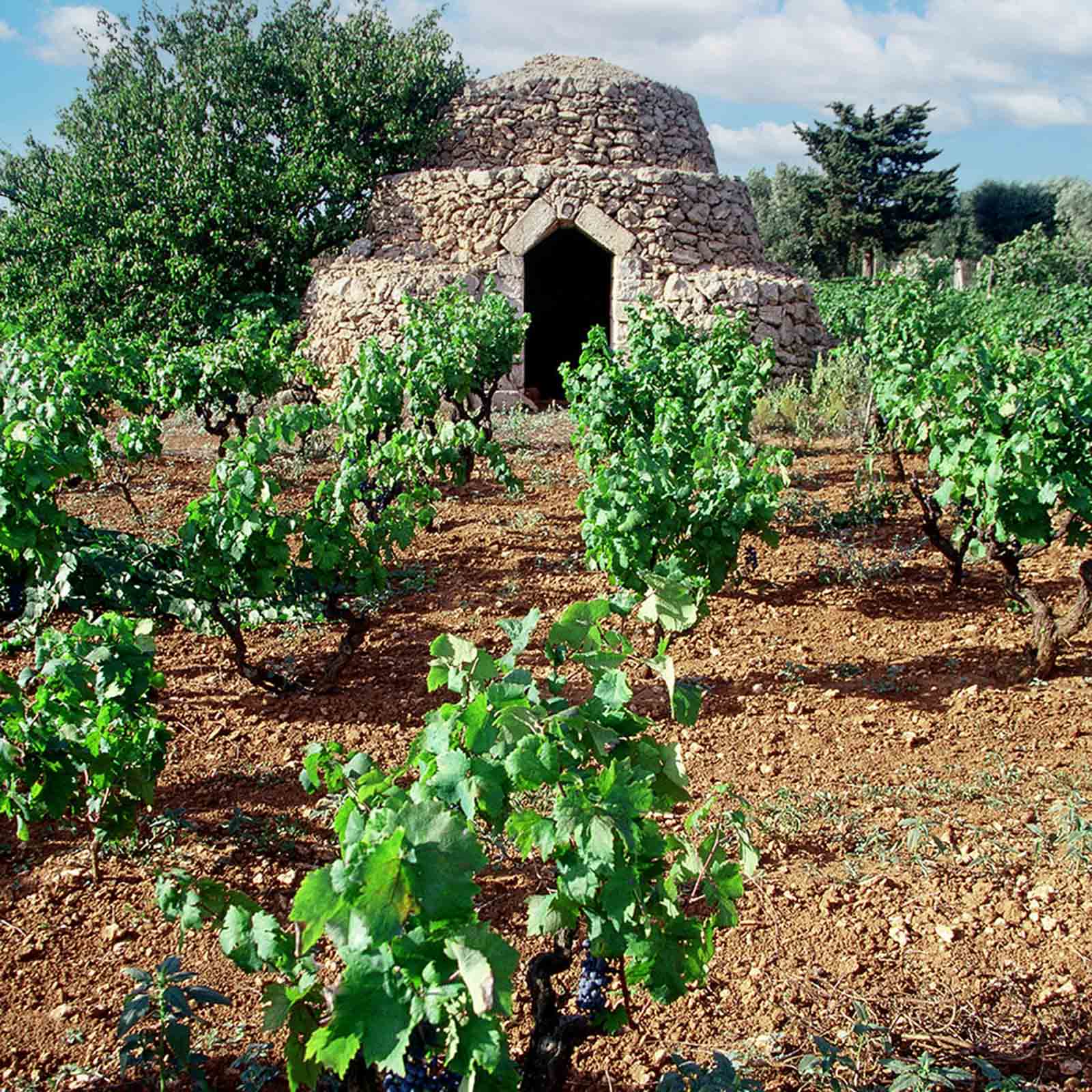 Primitivo di Manduria 2022 di Terra 14,0