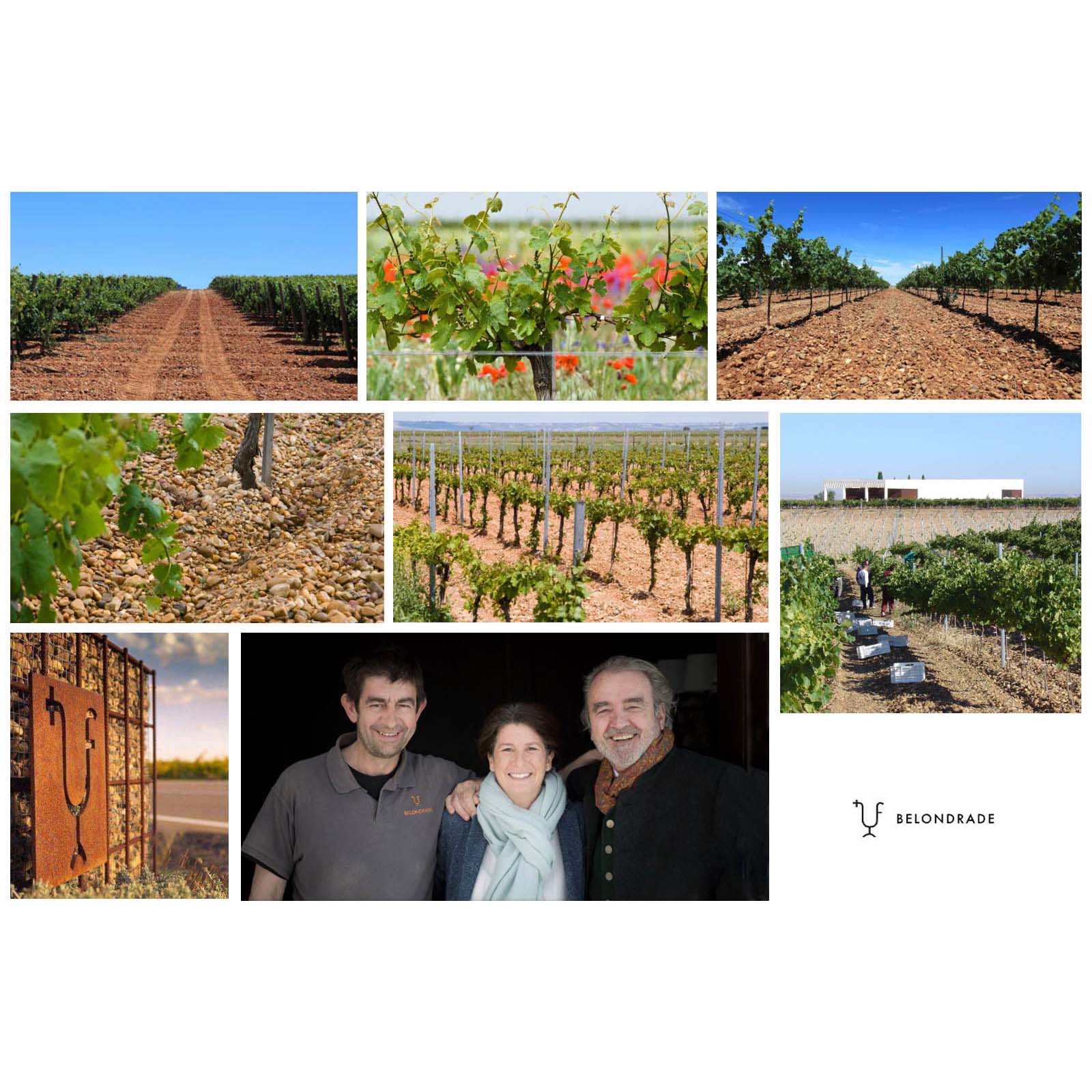 Verdejo 2023 Belondrade y Lurton Bio