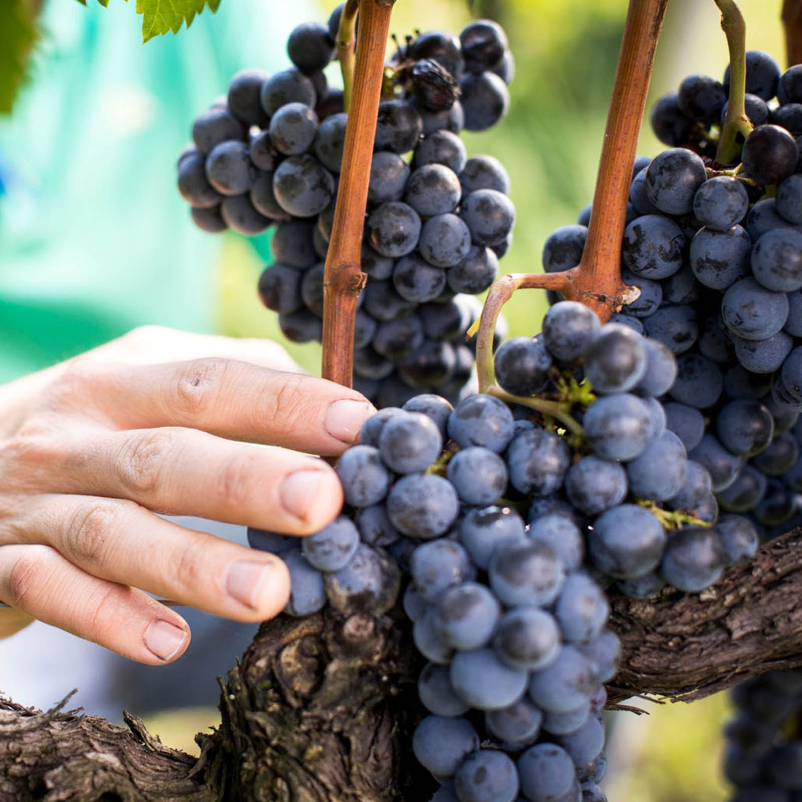 6er-Holzkiste Merlot Riserva 2018 Vigna Kressfeld