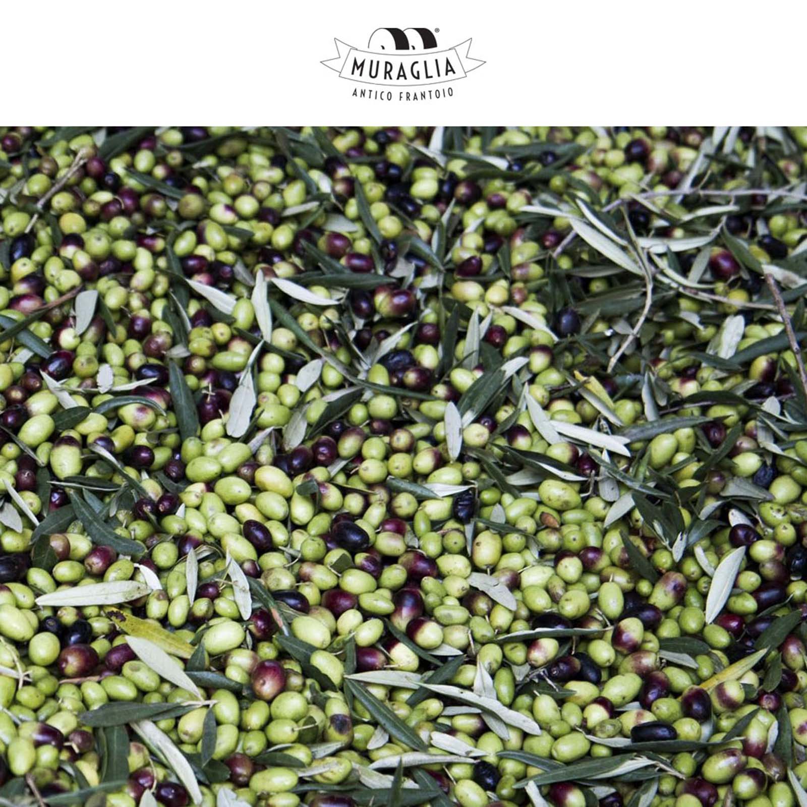 3 L Olivenöl Extra Vergine 2024 Fruttato Medio Bag in Box