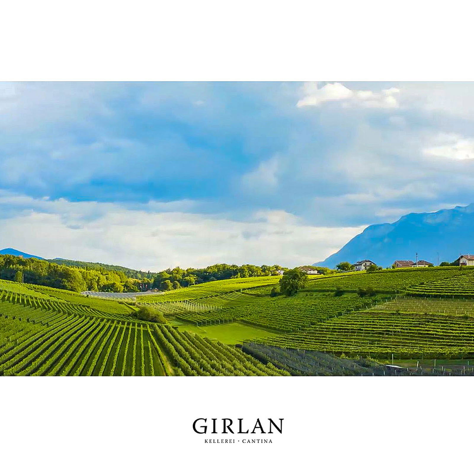 Gewürztraminer 2024 Aimé