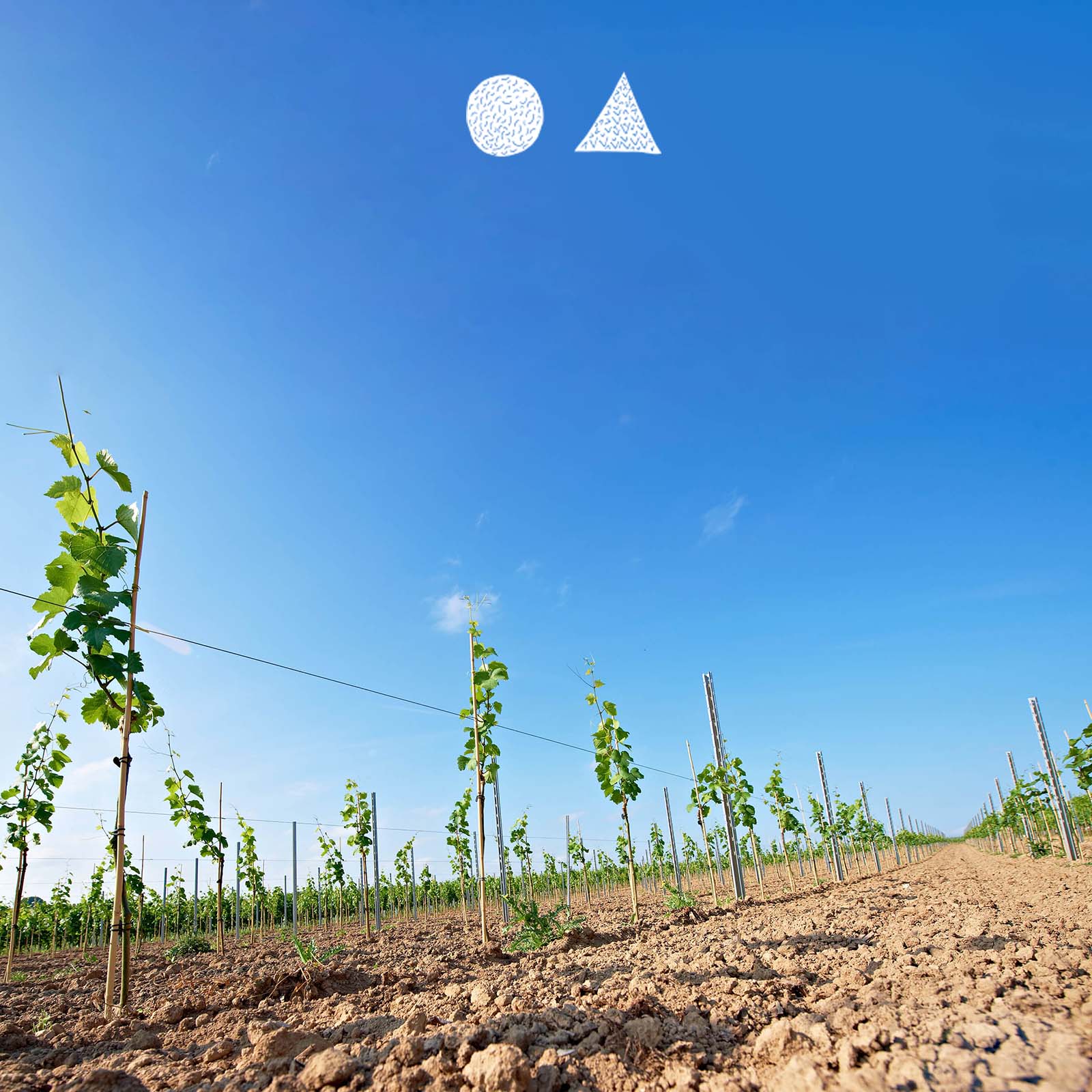 Sauvignon Blanc 2021 Laurenzikapelle Sauvignon Blanc 2021 Laurenzikapelle