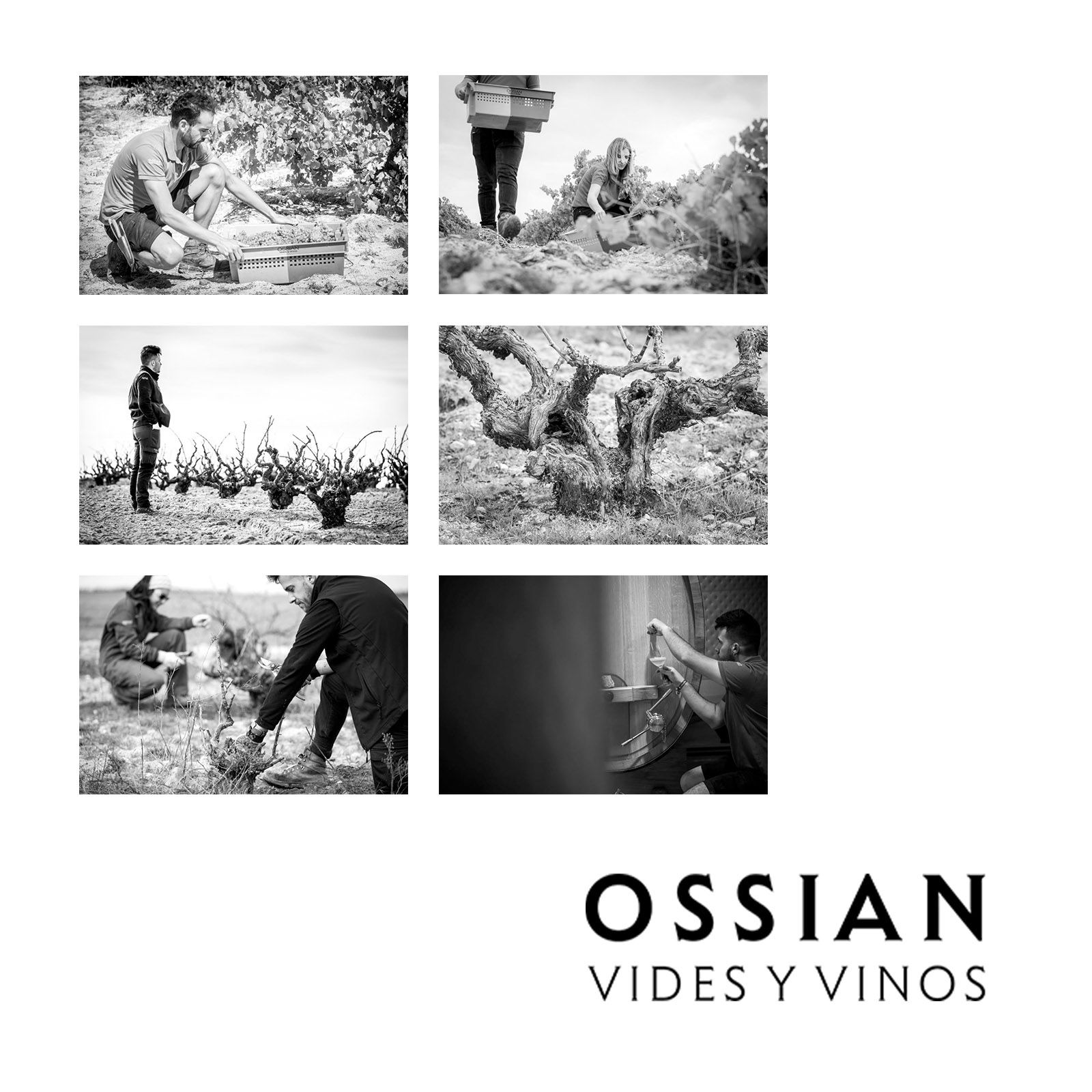 Verdejo 2022 Quintaluna
