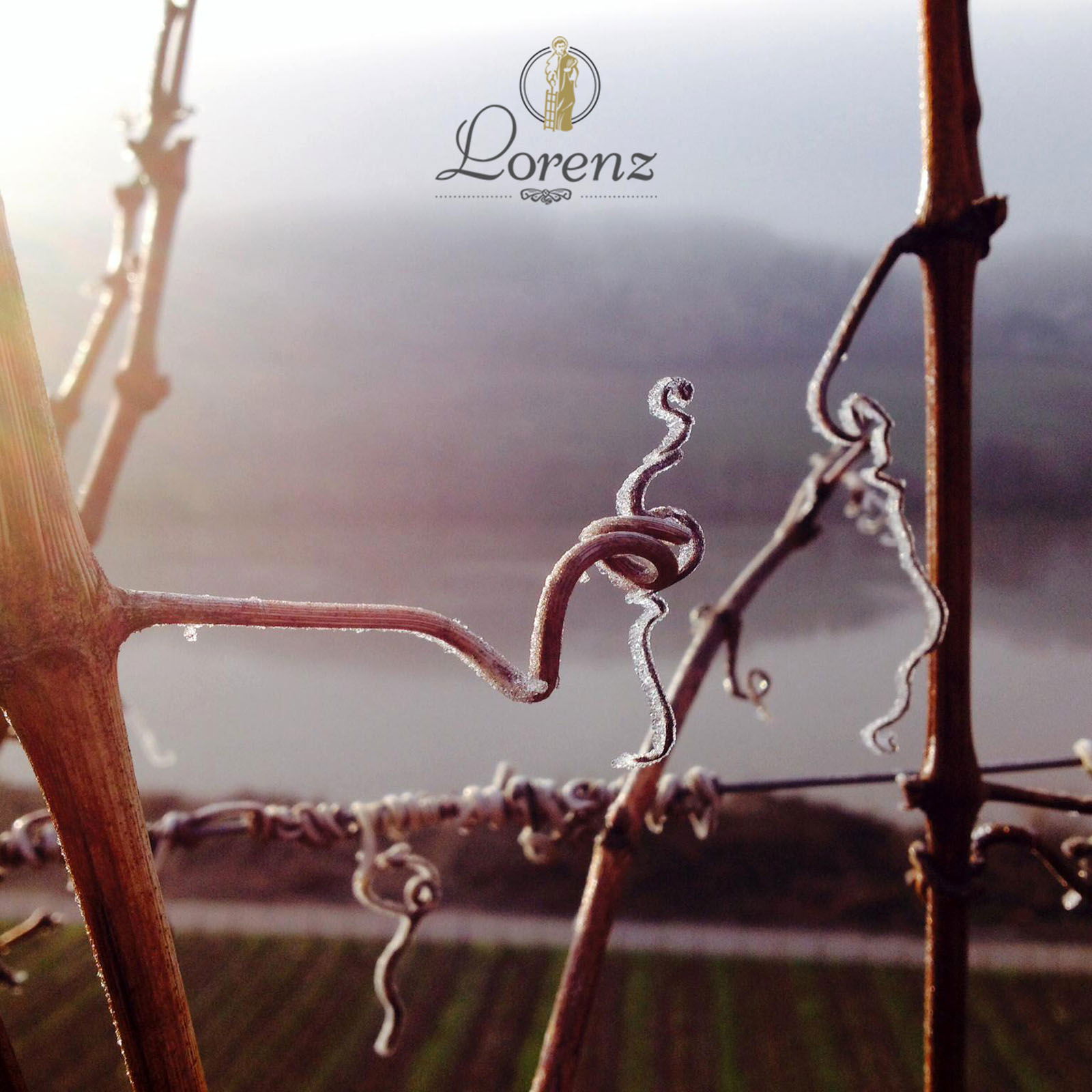 6er-Sparpaket Riesling 2024 Lay Alte Reben