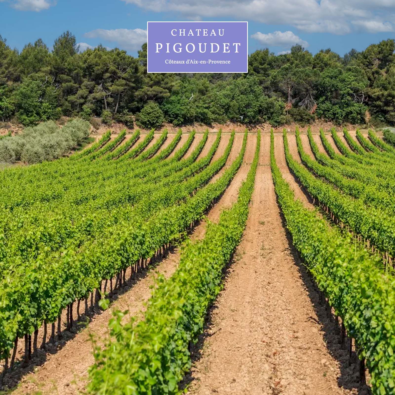 6er-Sparpaket Aix en Provence Rosé 2024 Première